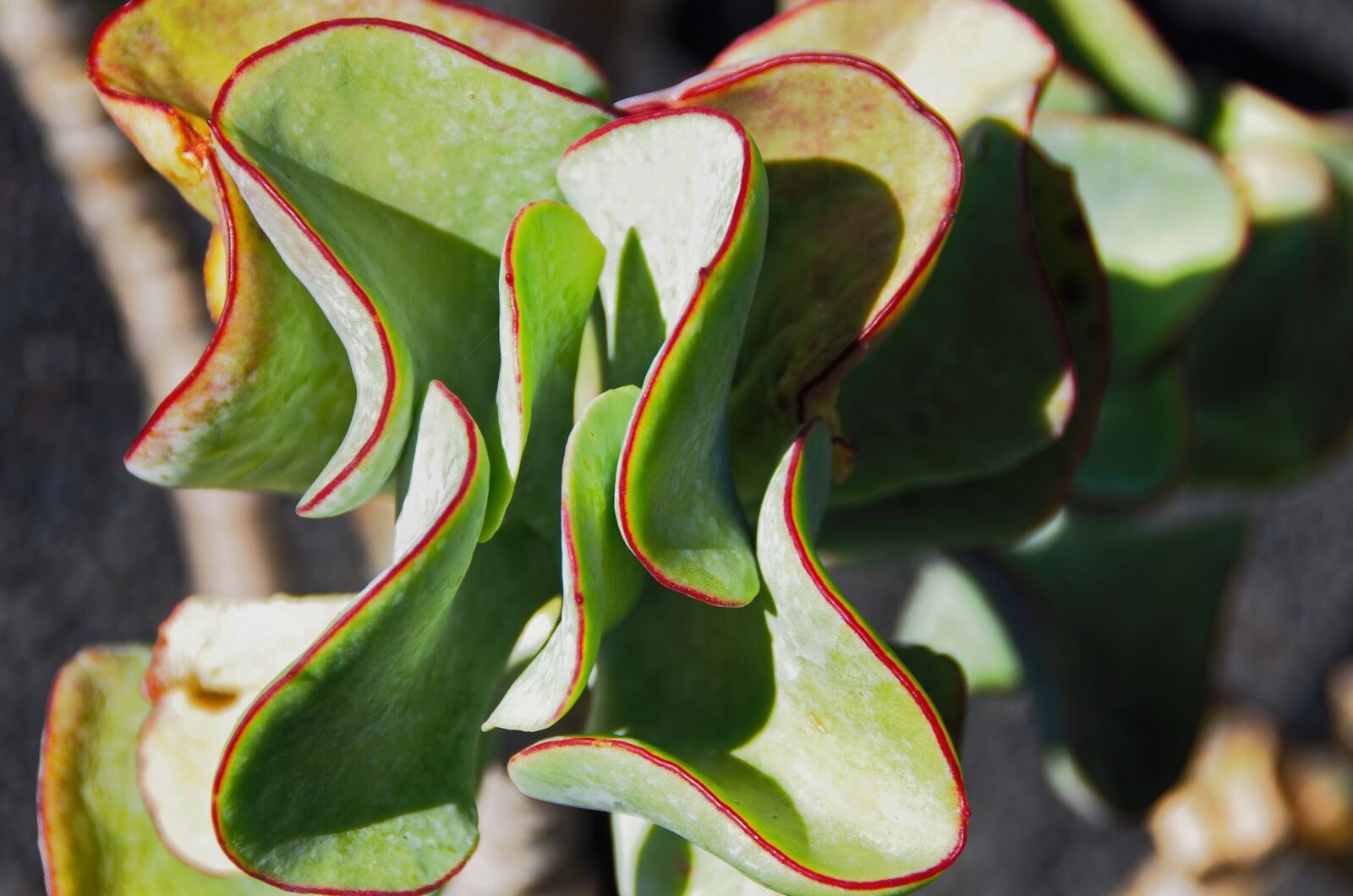Pentax K-5 sample photo. Lanzarote, cactus garden, succulent photography