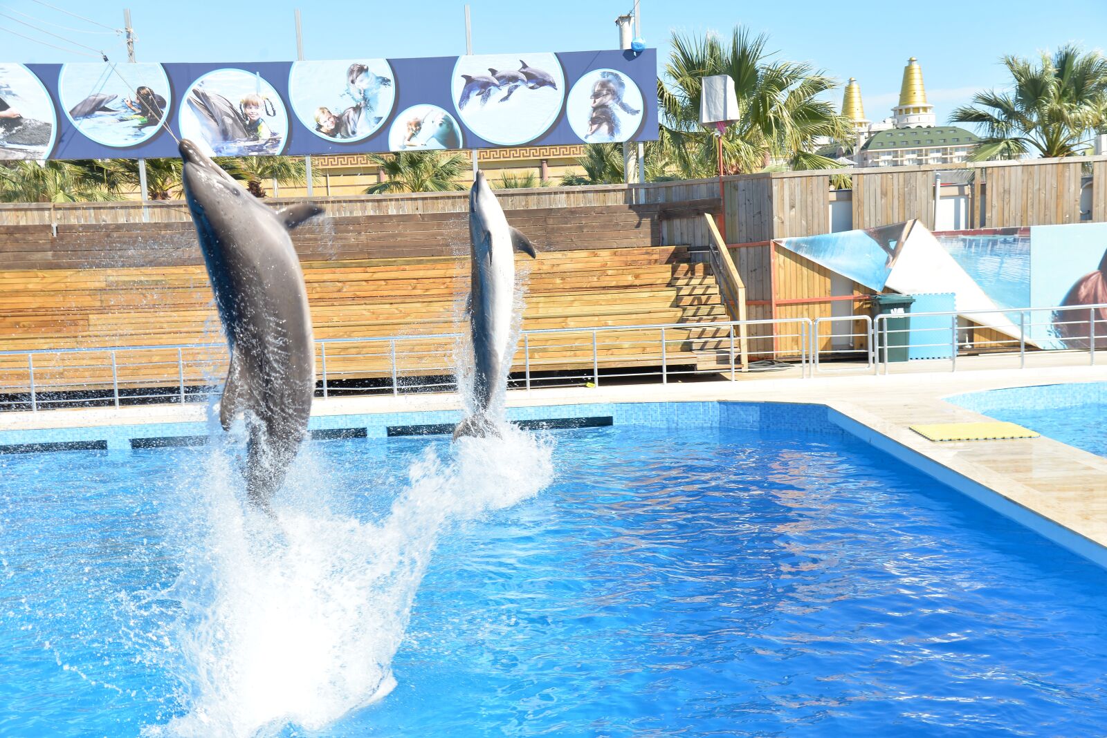 Nikon D610 sample photo. Dolphins, dolphin show, dolphin photography