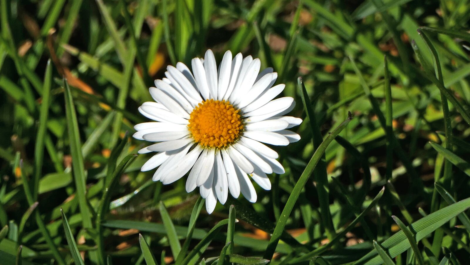 Panasonic Lumix DMC-FZ1000 sample photo. Nature, meadow, landscape photography
