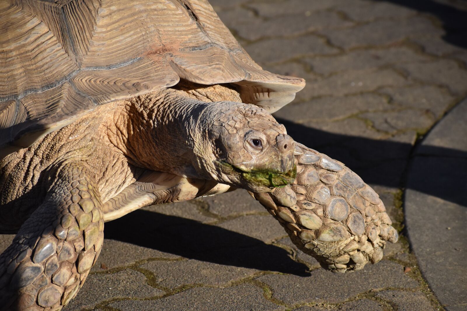 Nikon D5600 sample photo. Turtle, zoo, walk photography