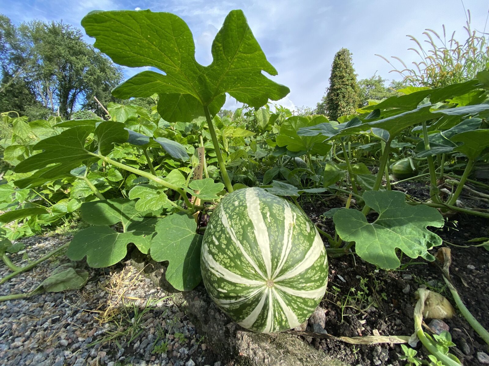 Apple iPhone 11 Pro sample photo. Pumpkin, garden, plant photography