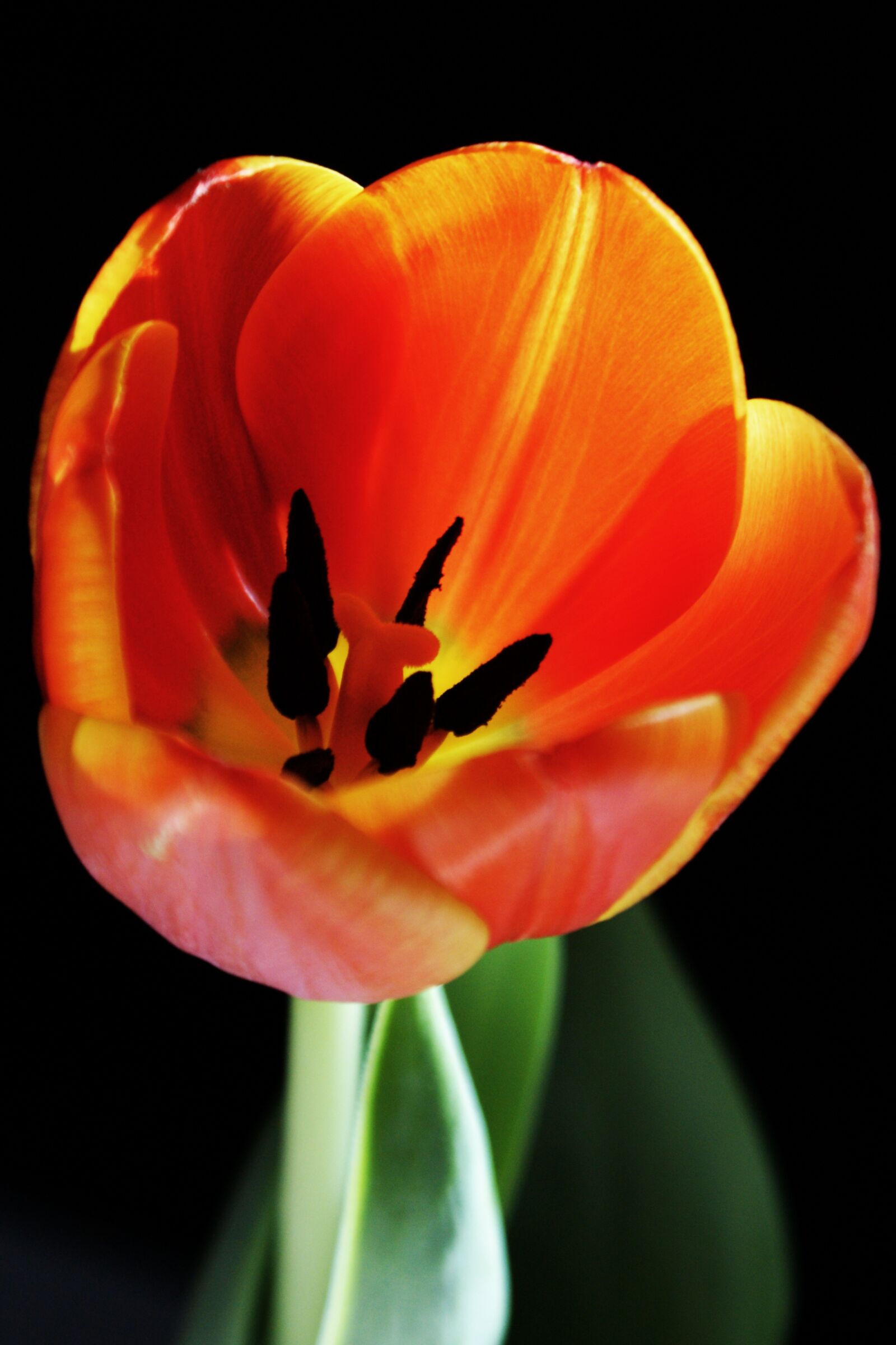 Sony Alpha DSLR-A350 sample photo. Tulip, red, orange photography