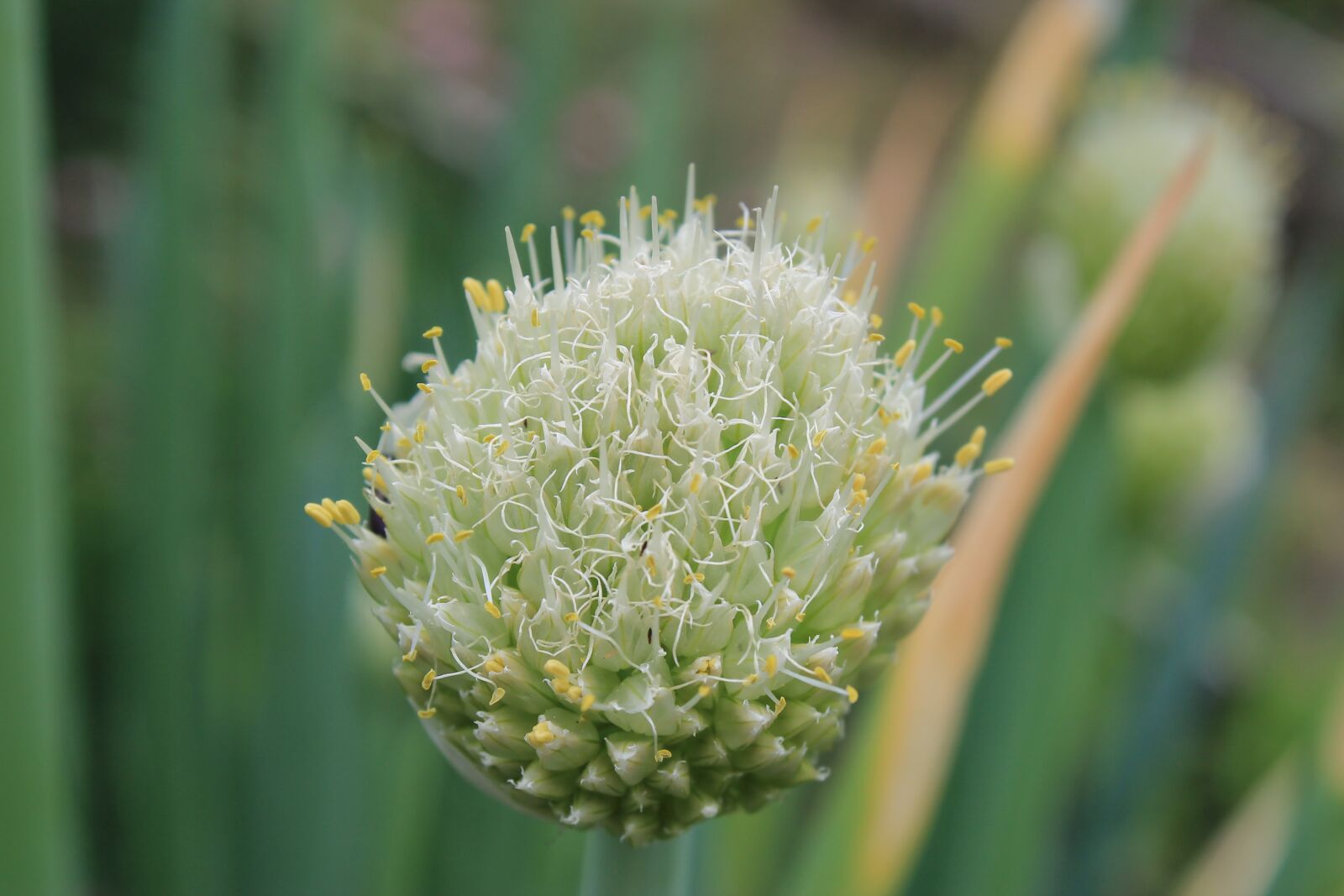 Canon EOS 1100D (EOS Rebel T3 / EOS Kiss X50) sample photo. Stamens, onion, flowering onion photography