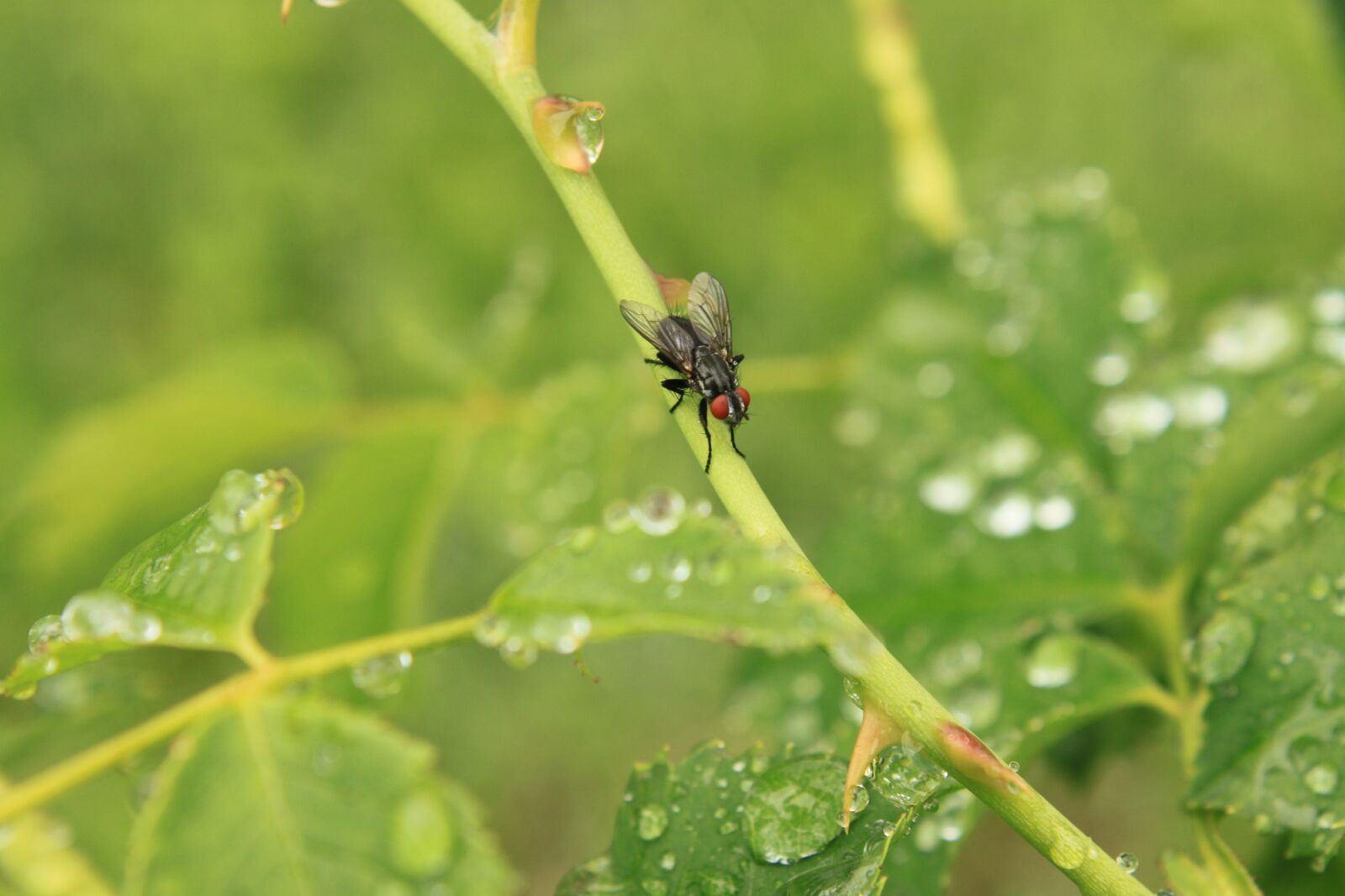 Canon EOS 500D (EOS Rebel T1i / EOS Kiss X3) sample photo. Drops, fly, rain photography