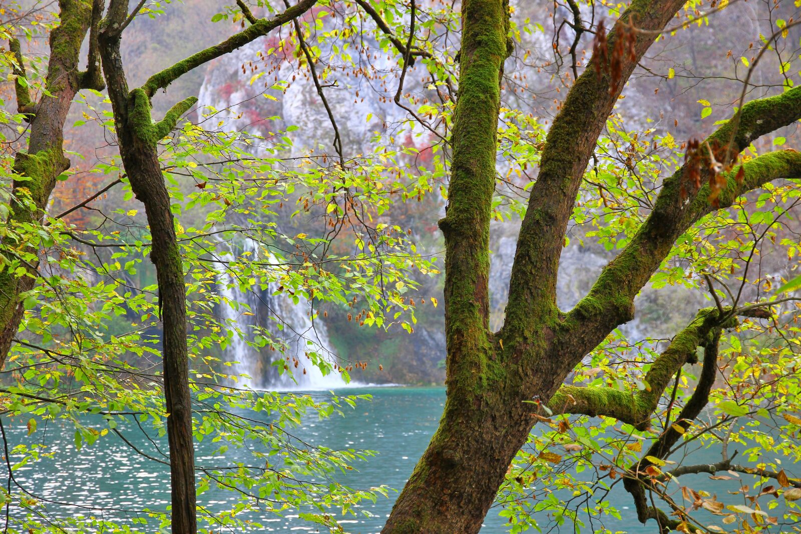Canon EOS 7D sample photo. Autumn, tree, leaves photography