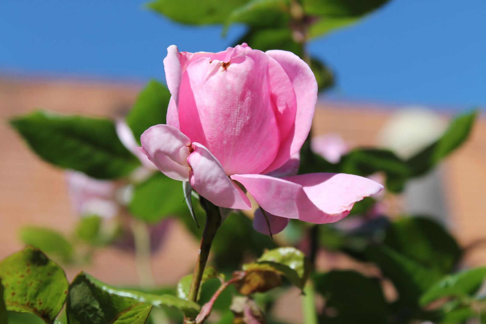 Canon EOS 1100D (EOS Rebel T3 / EOS Kiss X50) sample photo. Rose, romantic, beautiful photography