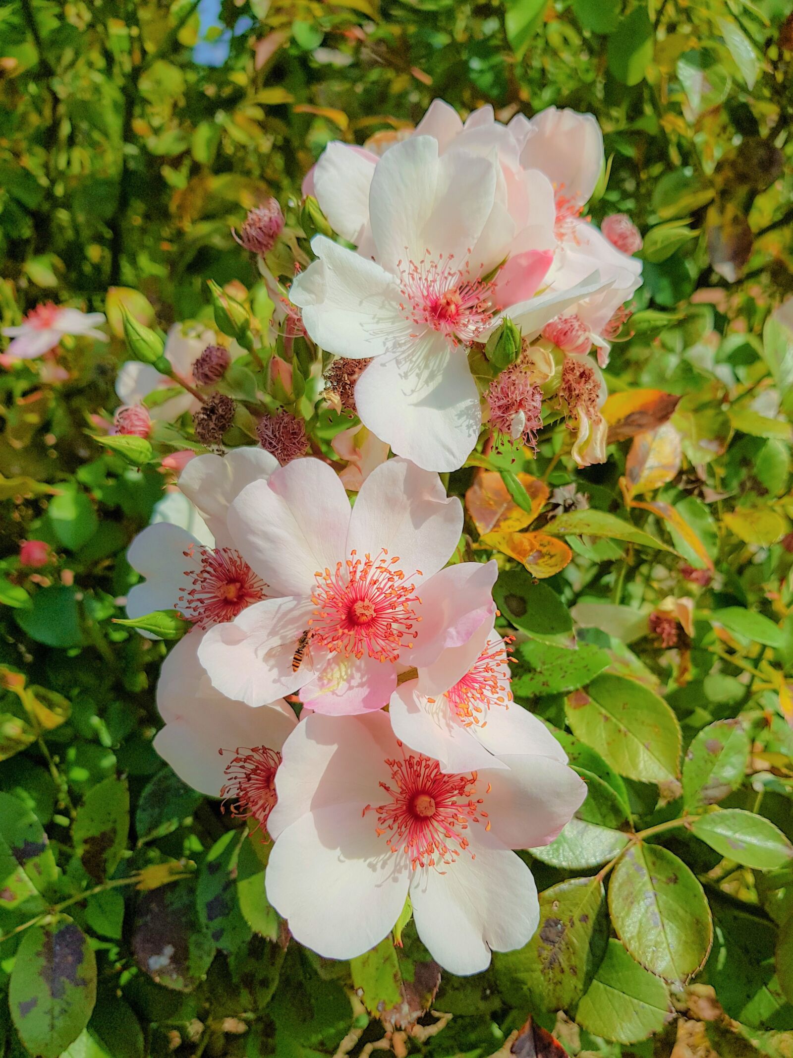 Samsung SM-G955F + Samsung Galaxy S8+ Rear Camera sample photo. Flowers, white flowers, nature photography