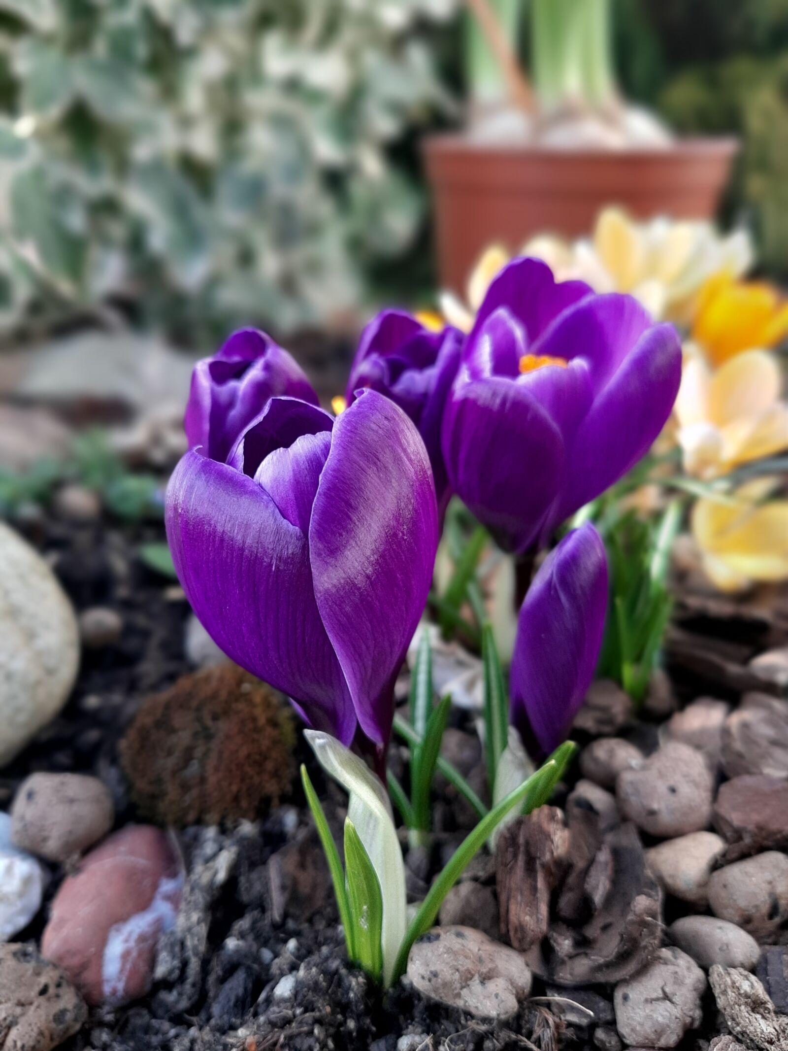 Samsung Galaxy A50 sample photo. Krokusy, fioletowe, wiosna photography