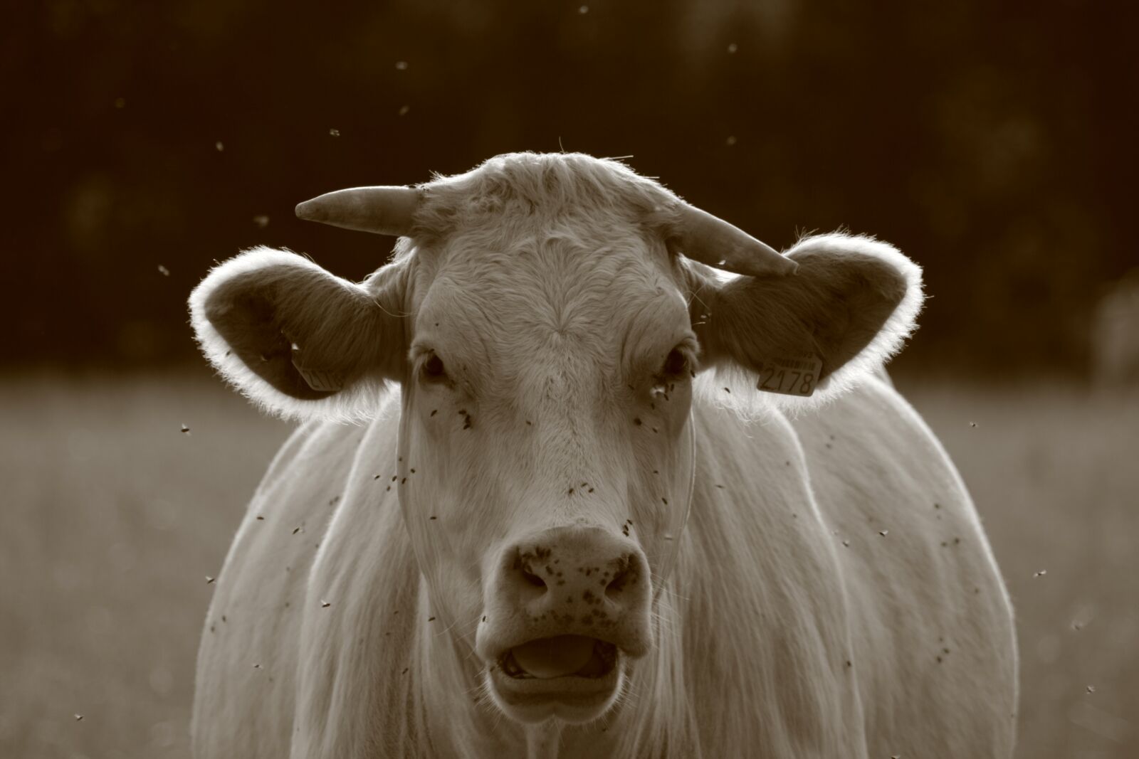 Canon EOS 400D (EOS Digital Rebel XTi / EOS Kiss Digital X) sample photo. Cow, horns, mosquitoes photography