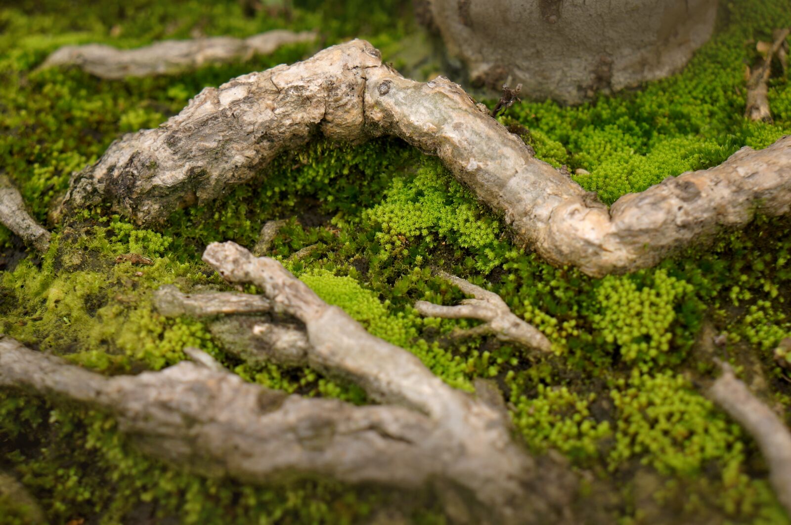 Sony Alpha NEX-F3 + Sony E 18-55mm F3.5-5.6 OSS sample photo. Natural, moss green, tree photography