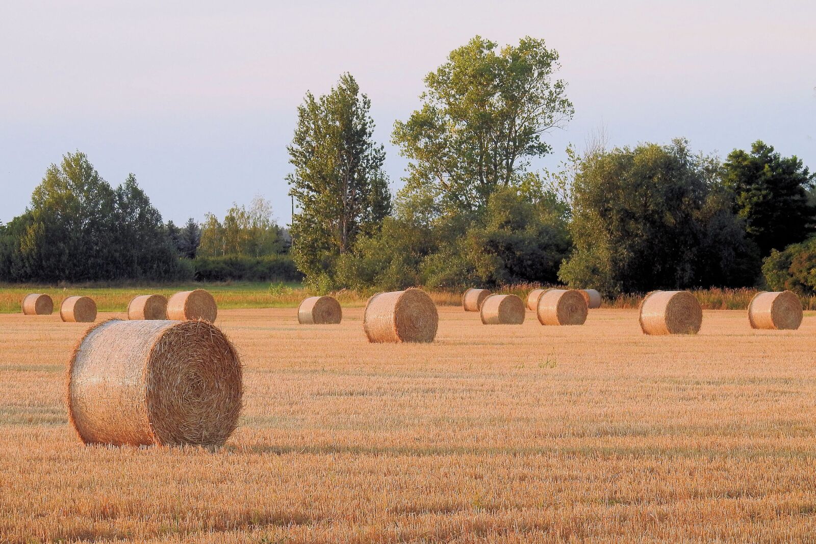 Nikon Coolpix P900 sample photo. Straw bales, round bales photography