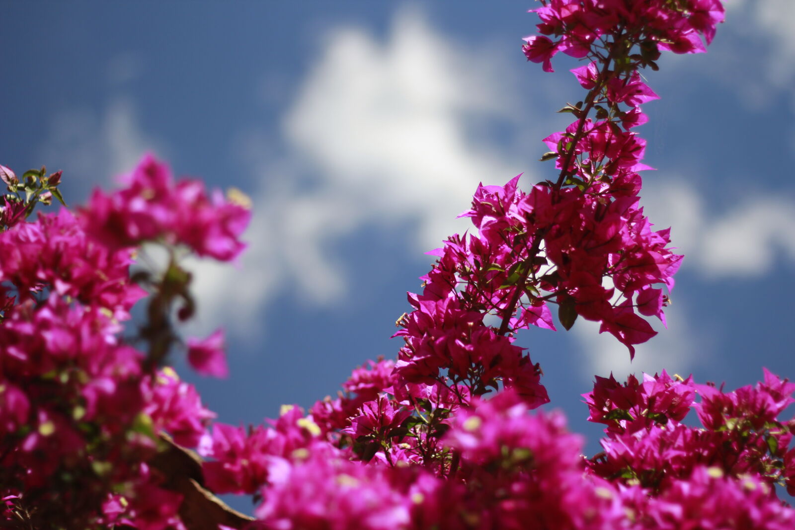 Canon EOS 60D + Canon EF 50mm F1.8 II sample photo. Blue, sky, flowers, purple photography