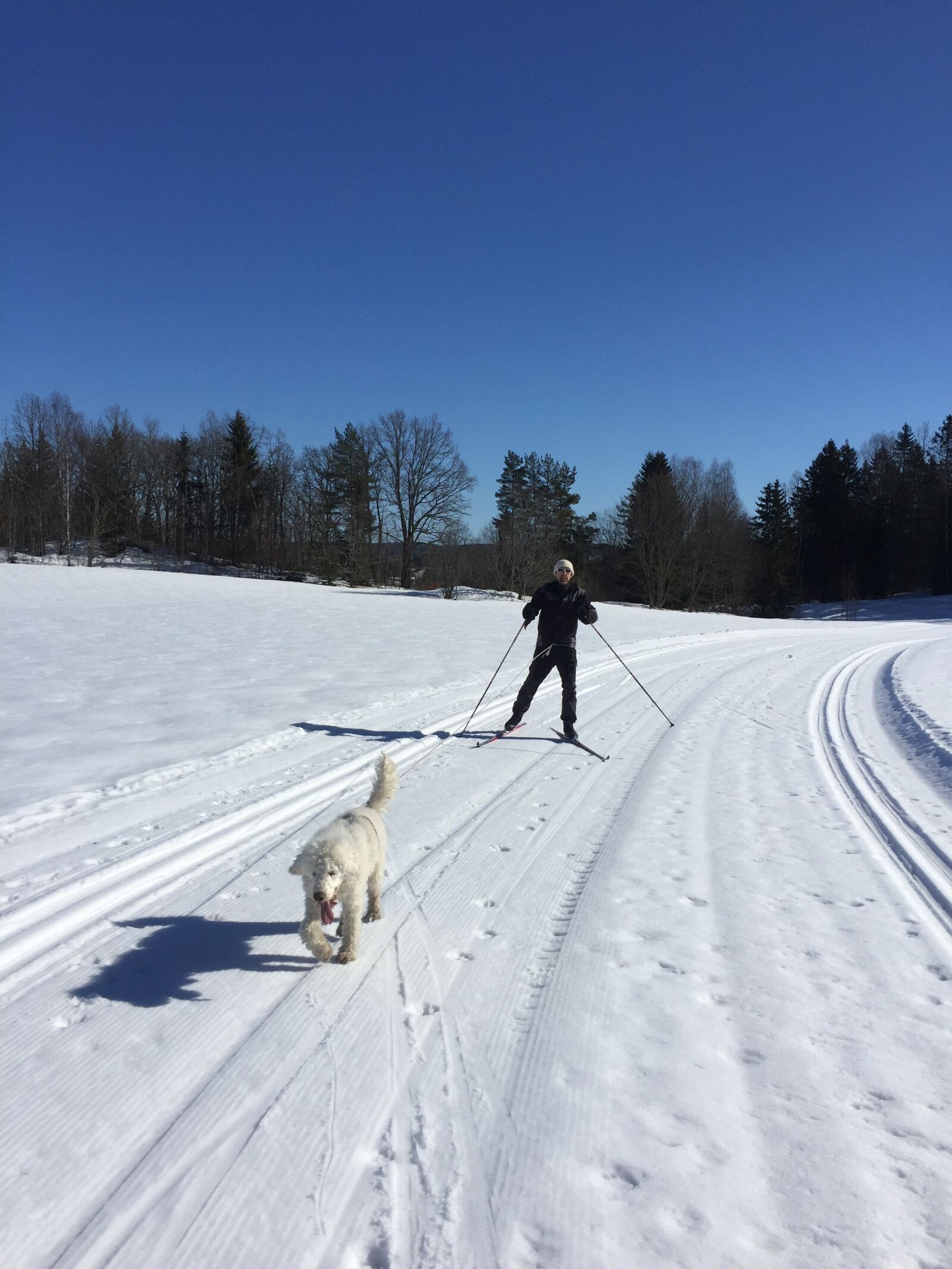 Apple iPhone 6 + iPhone 6 back camera 4.15mm f/2.2 sample photo. Dog, skiing, snow photography