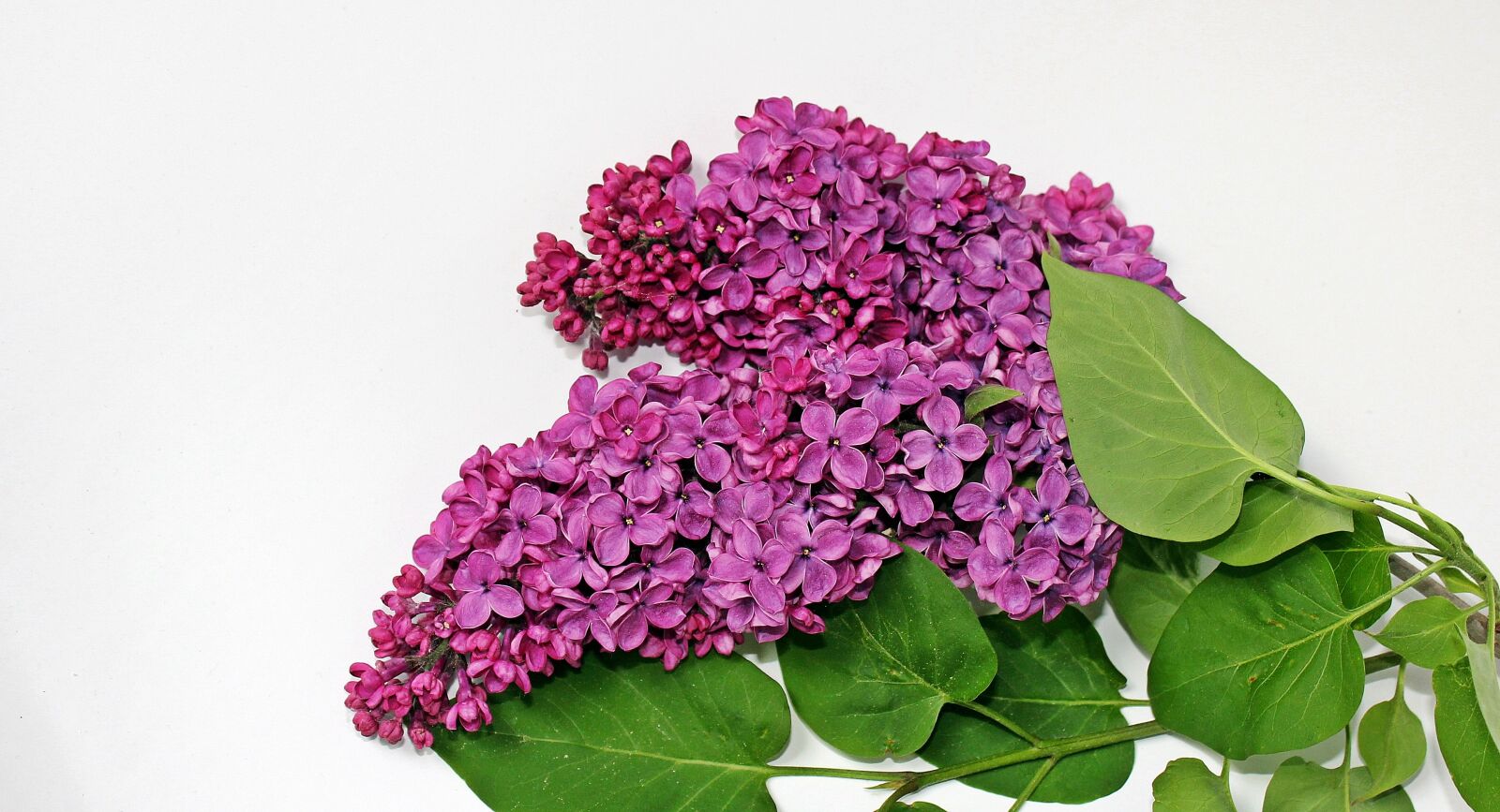 Canon EOS 550D (EOS Rebel T2i / EOS Kiss X4) sample photo. Lilac, lilac branch, bloom photography