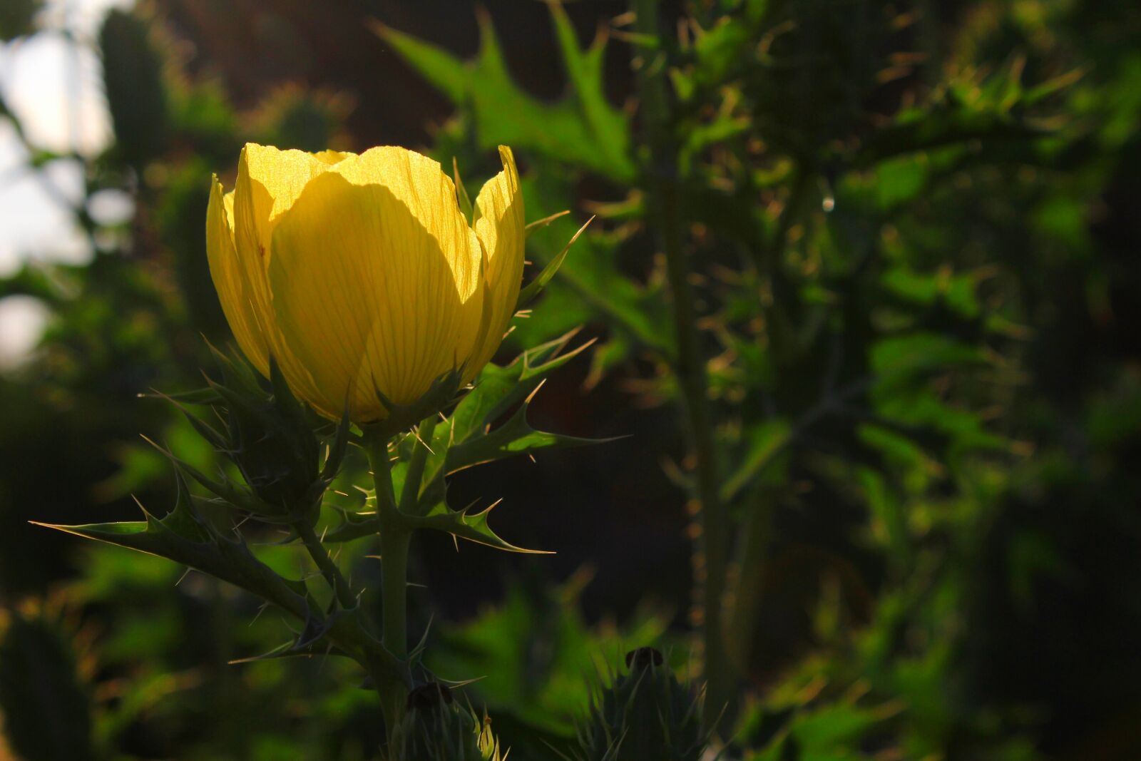 Canon EOS 1200D (EOS Rebel T5 / EOS Kiss X70 / EOS Hi) sample photo. Flower, yellow, garden photography