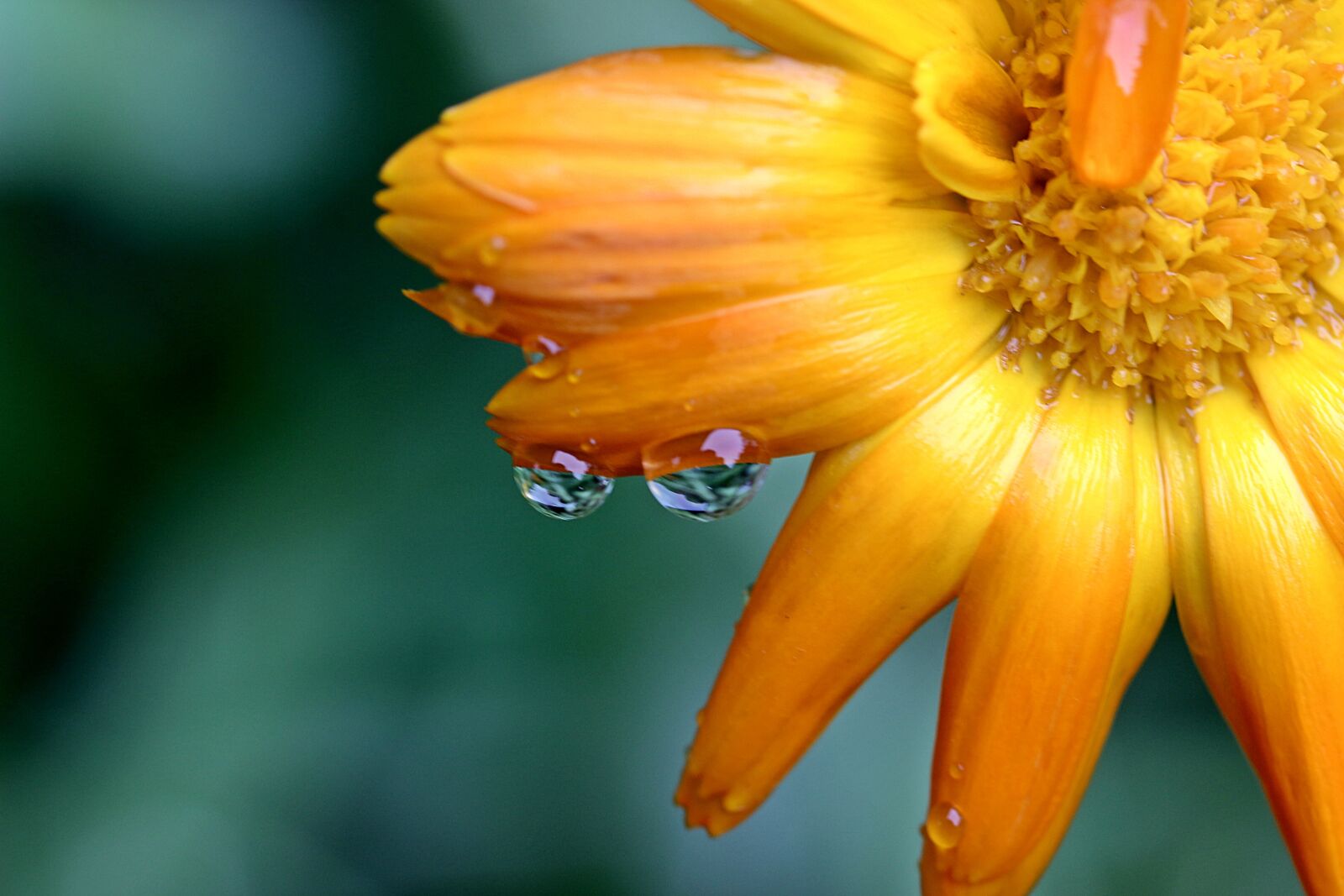 Canon EOS 650D (EOS Rebel T4i / EOS Kiss X6i) sample photo. Marigold, calendula, yellow photography