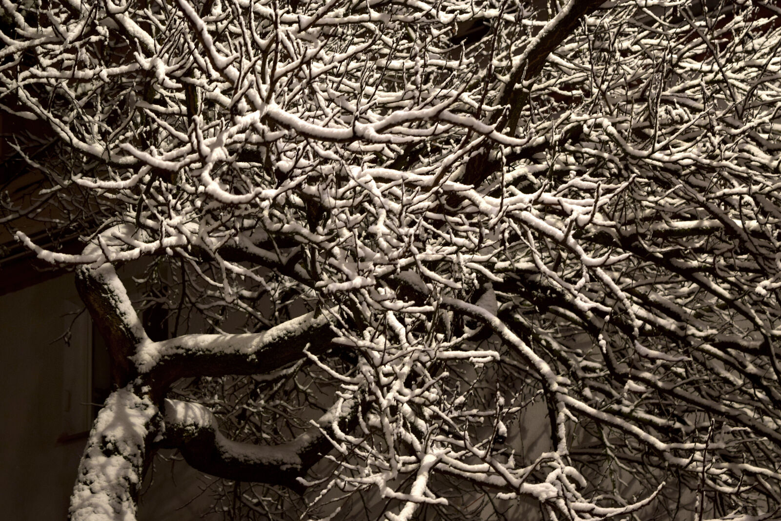 Nikon D3300 sample photo. Snow, tree, winter photography