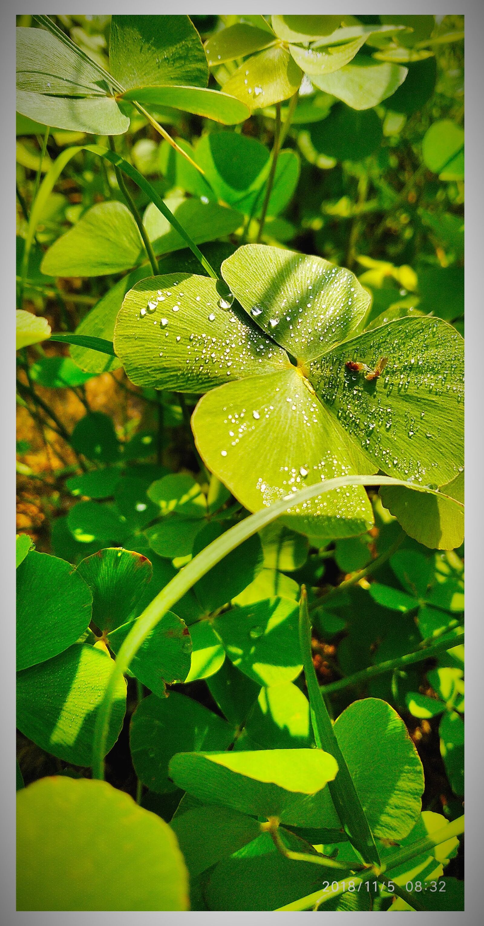 Xiaomi Redmi Note 5 sample photo. Nature, water droplets, mobile photography