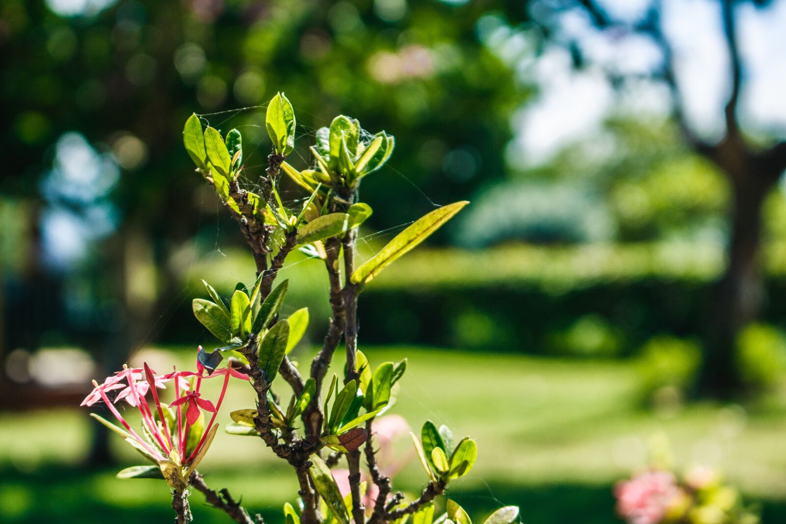 Canon EOS 750D (EOS Rebel T6i / EOS Kiss X8i) sample photo. Flowers, nature, outdoor photography