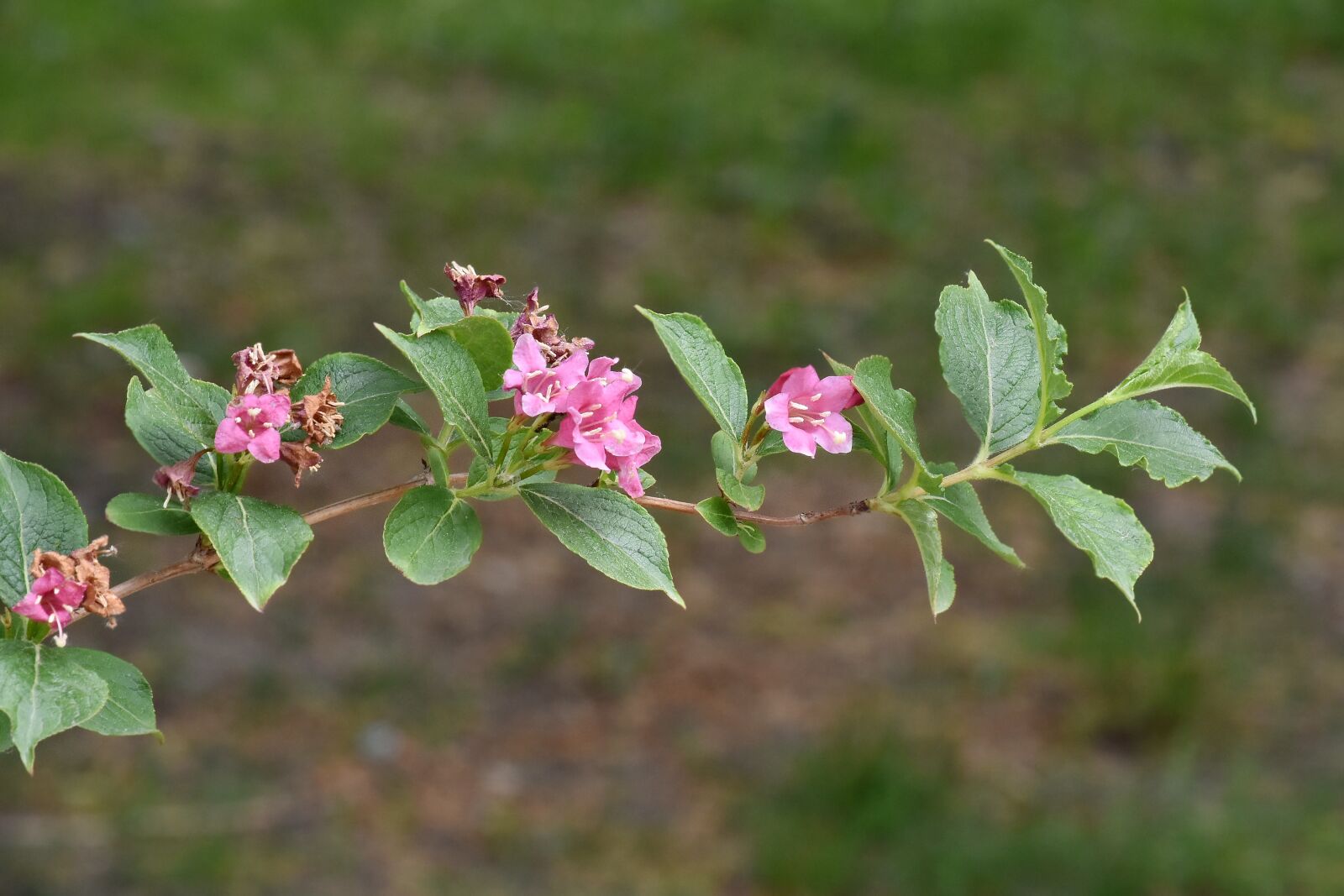 Nikon D5500 sample photo. Branches, green leaves, pinkish photography
