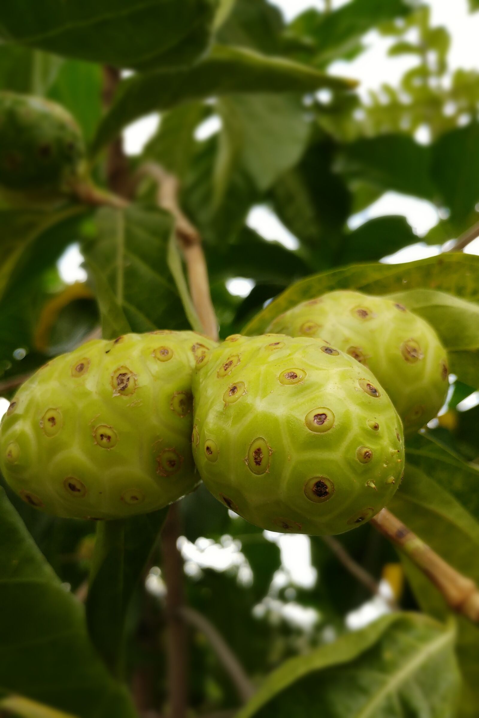 LG G5 sample photo. Noni, morinda, indian mulberry photography