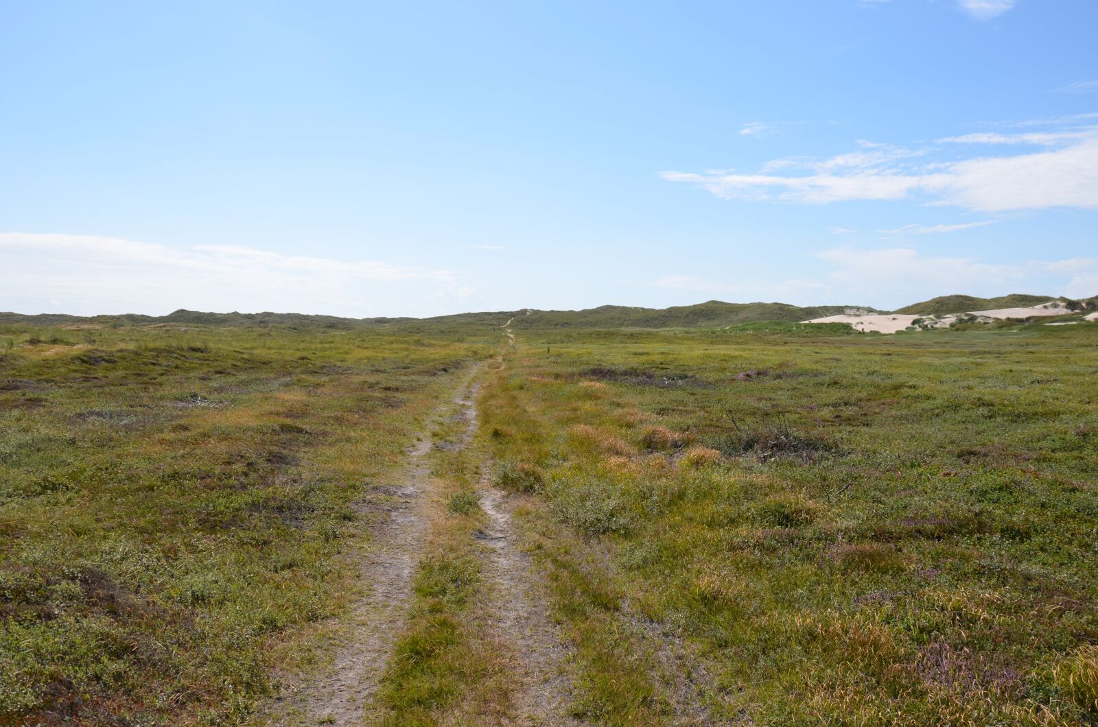 Nikon D5100 sample photo. Denmark, husby klitplantage, scandinavia photography