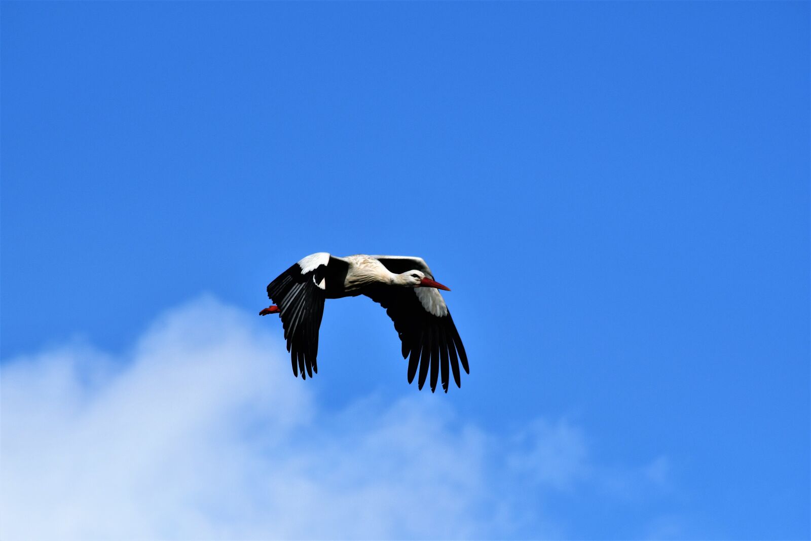 Nikon D7500 sample photo. Stork, flying, flight photography
