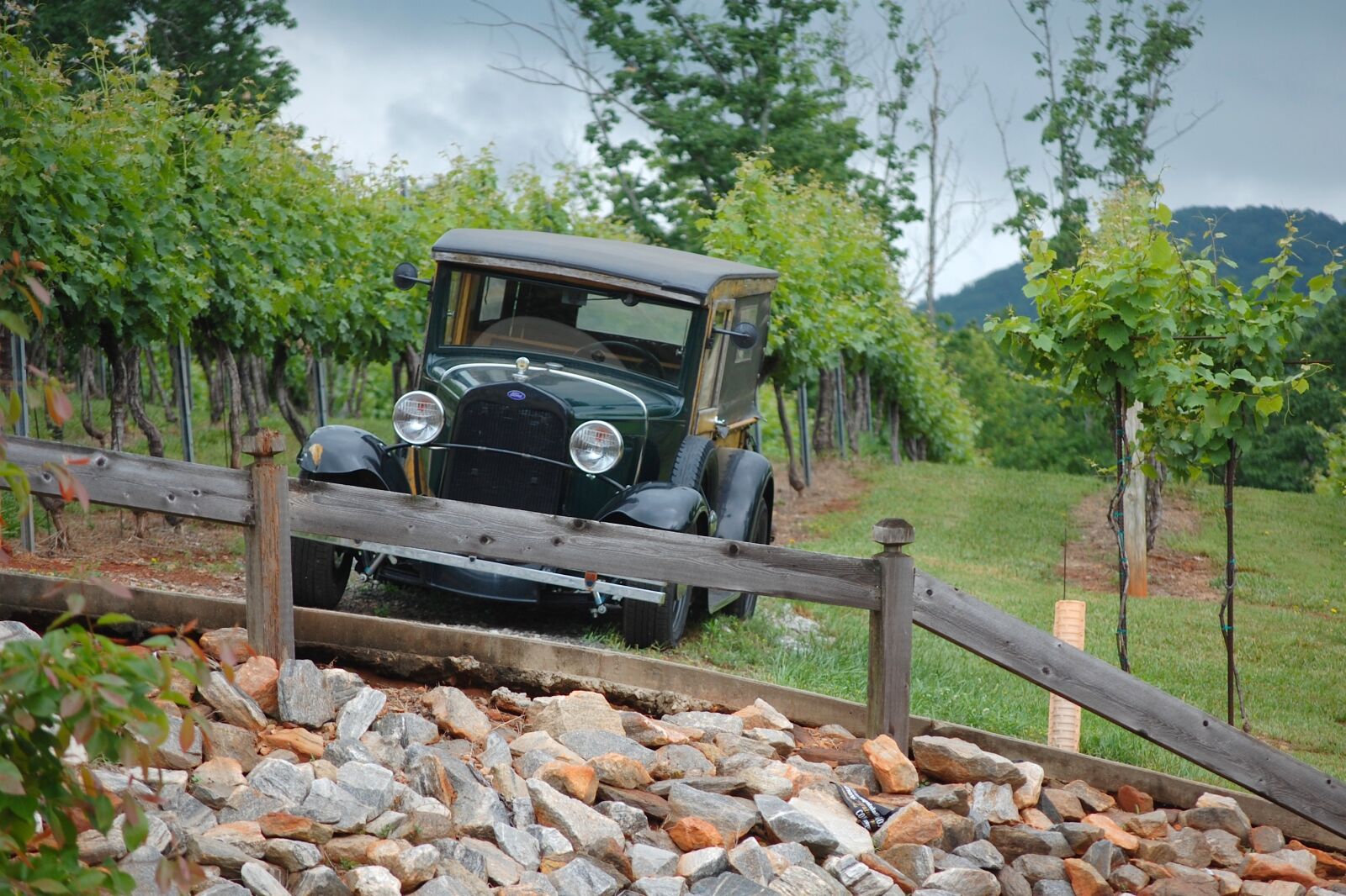 Nikon D40 sample photo. Old car, grapevine, landscape photography