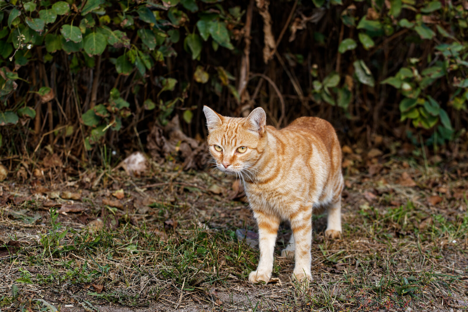 Canon EOS-1D Mark III sample photo