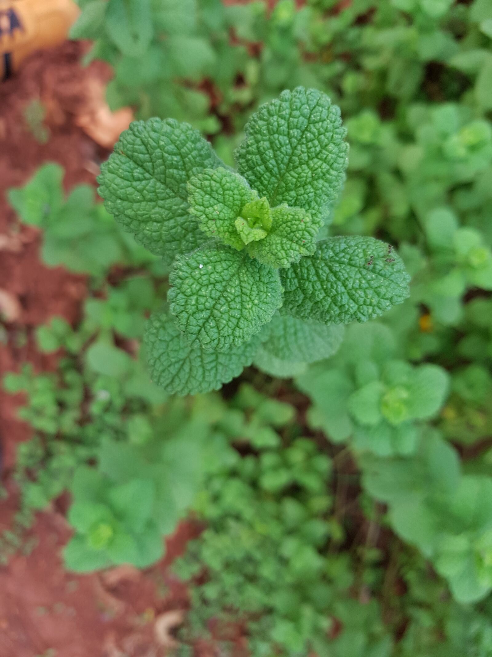 Samsung Galaxy S7 Edge sample photo. Mint, plant, herbs photography