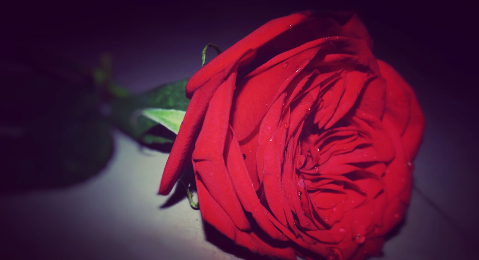 Nikon D3300 sample photo. Flower, rose, photography, love photography
