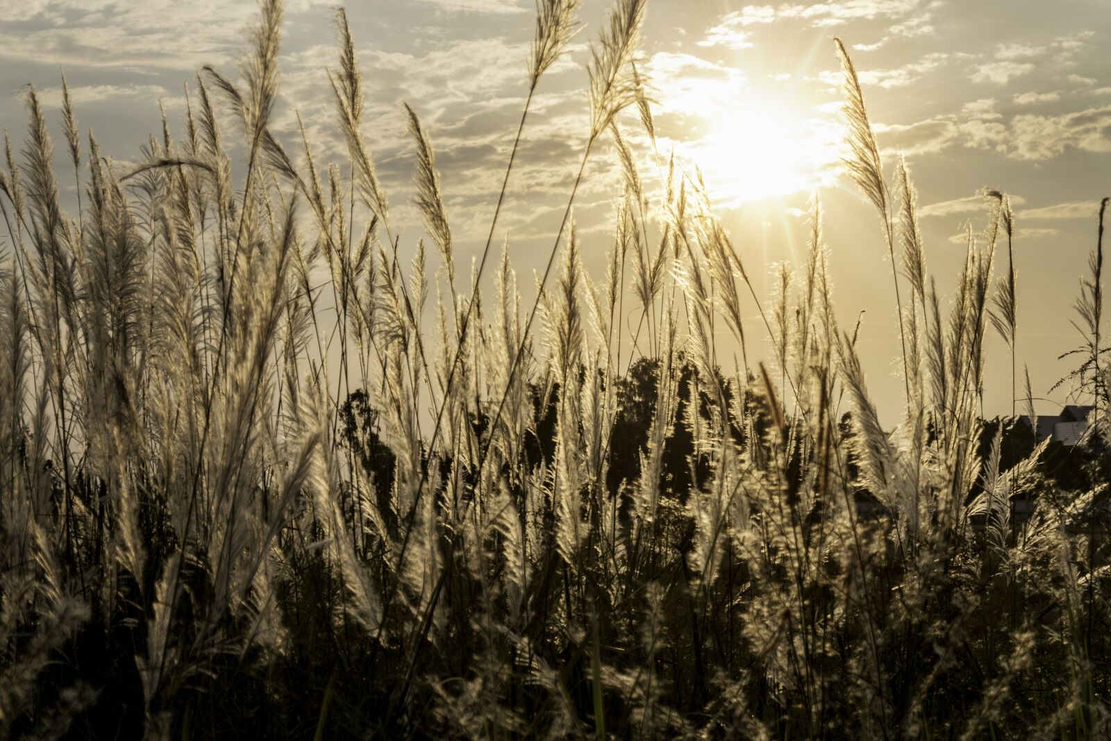 Canon EOS 70D sample photo. Seed, sunset, plant photography