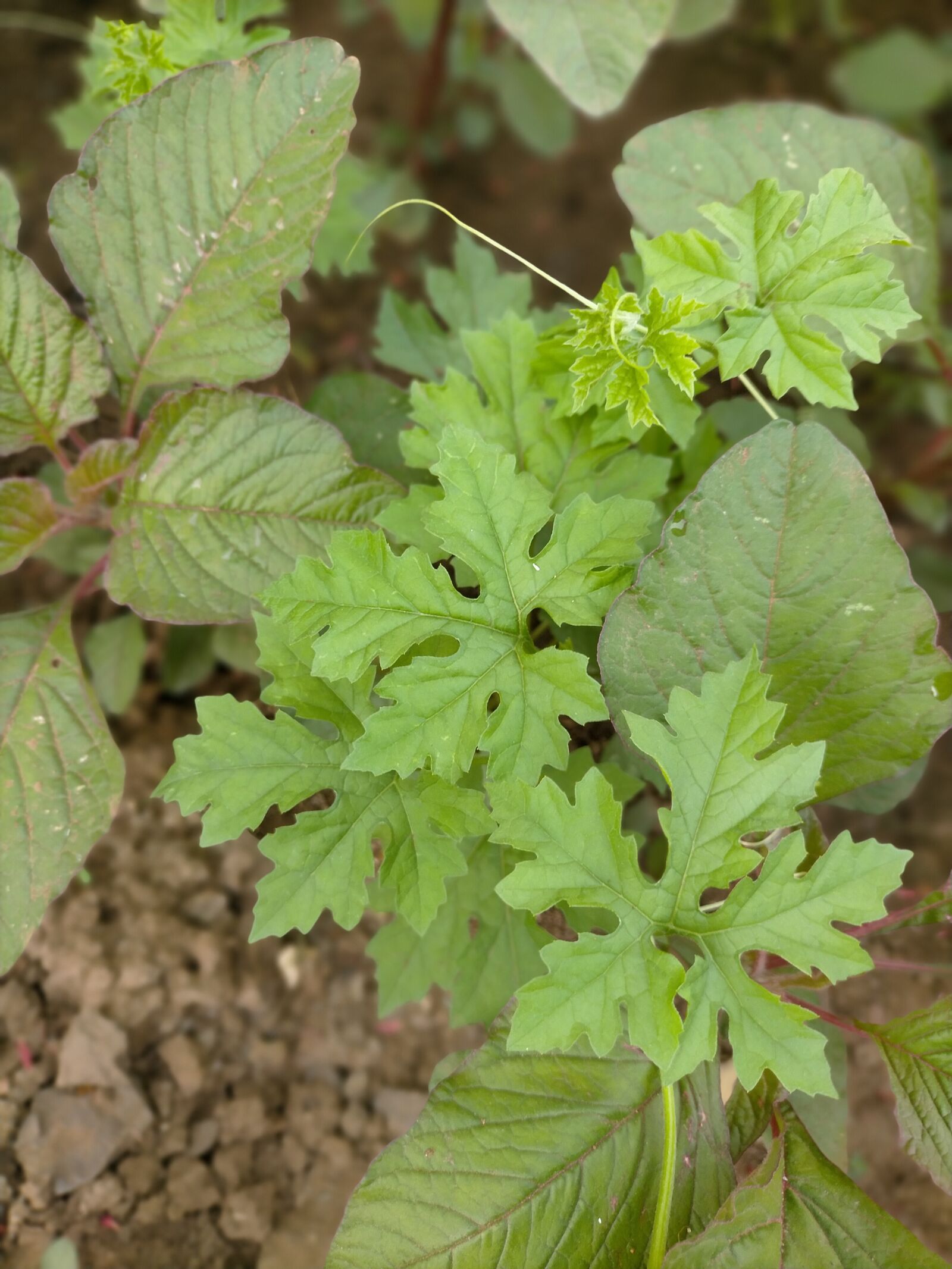 OPPO A9 2020 sample photo. Green leaf, sine leap photography
