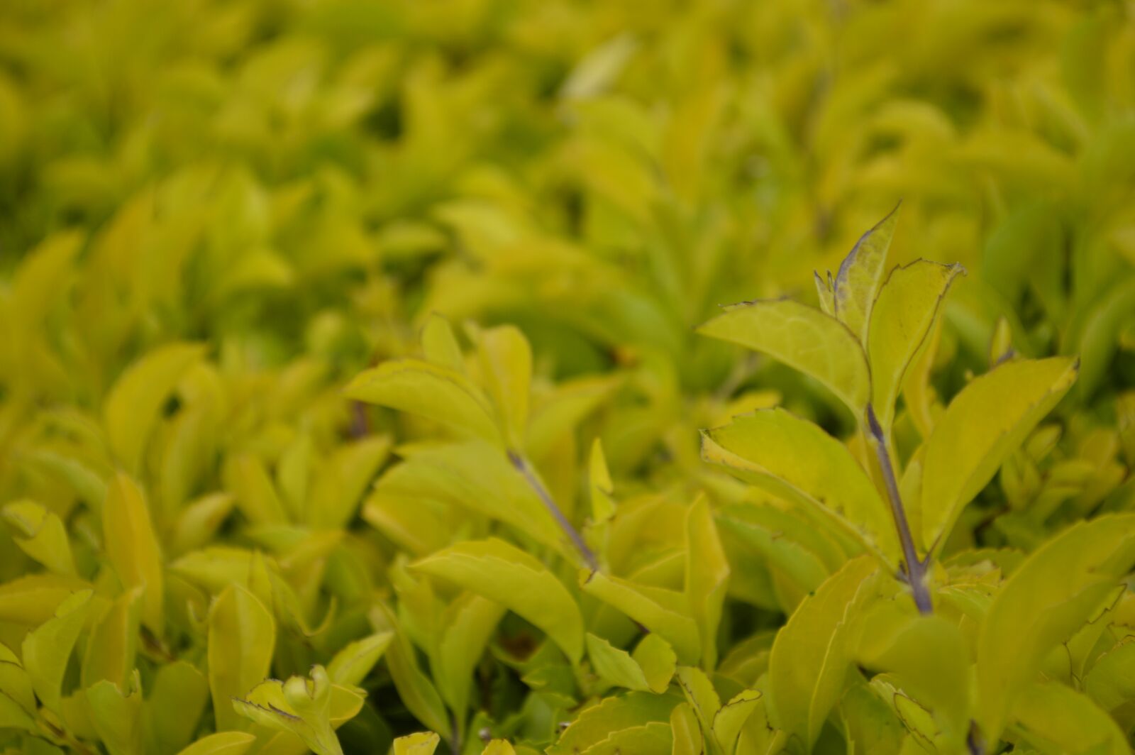 Nikon D3200 sample photo. Grass, green, pastures photography
