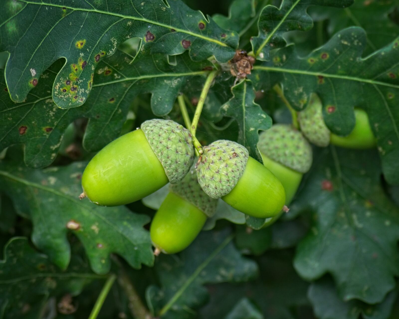 Nikon D7100 sample photo. Acorn, green, fruit photography