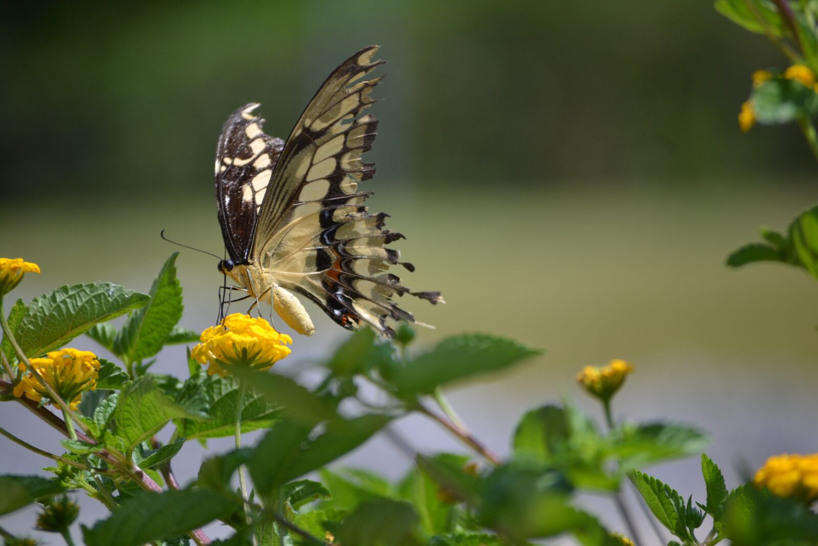 Nikon D3100 sample photo. Butterfly, nature, green photography