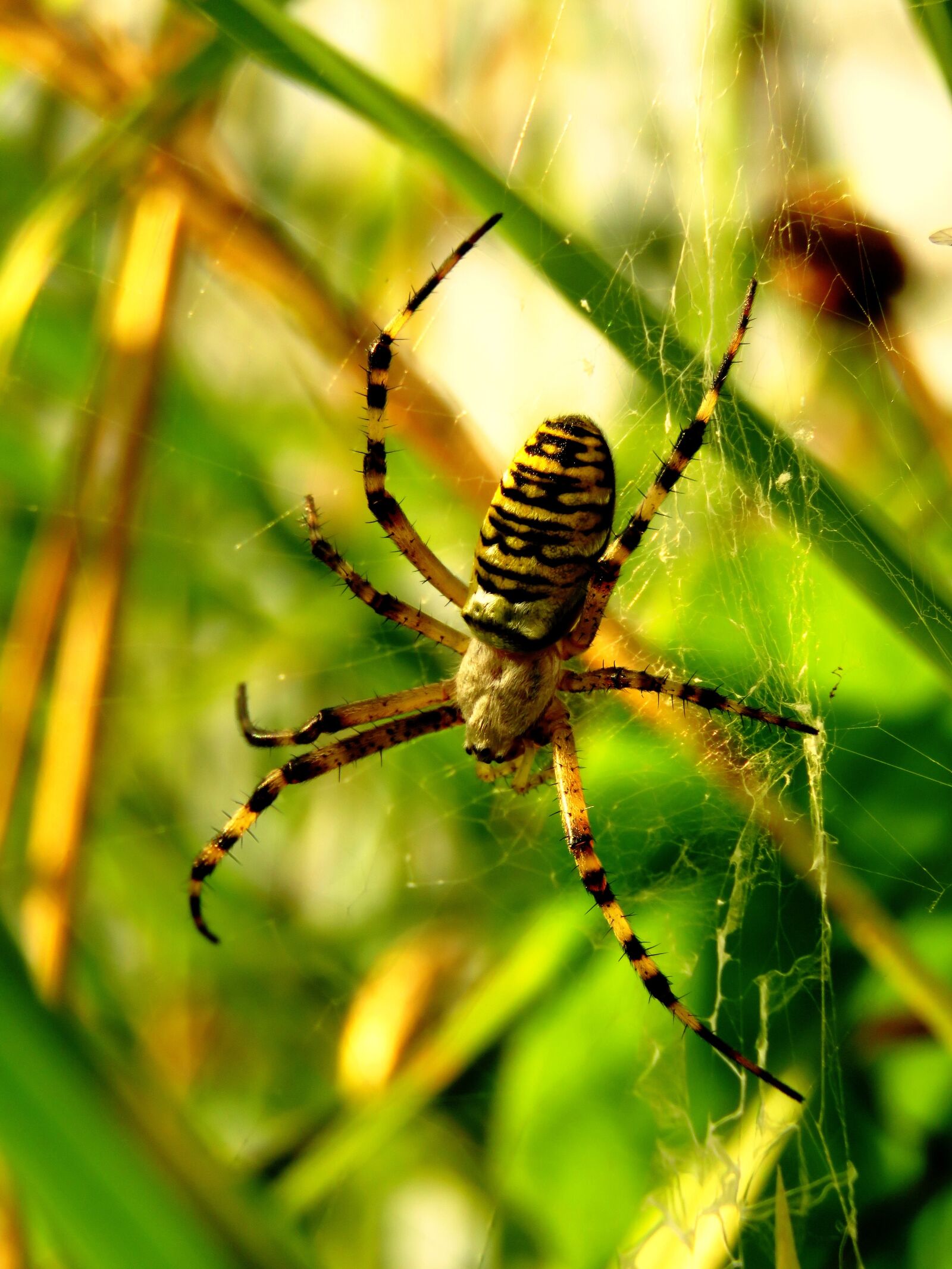 Canon PowerShot SX60 HS sample photo. Tiger spider, wasp spider photography