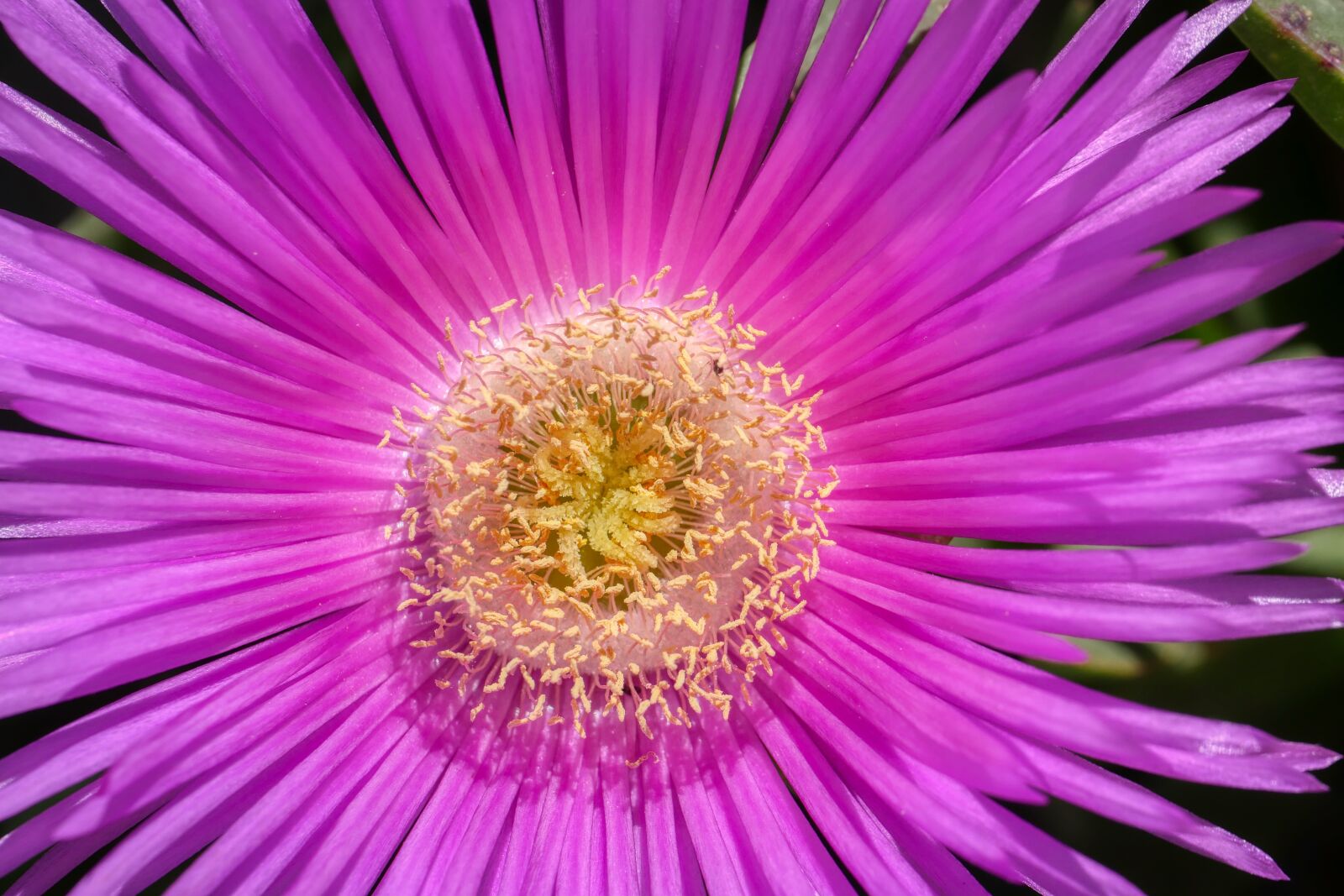 Panasonic Lumix DMC-GX8 sample photo. Flower, purple, blossom photography