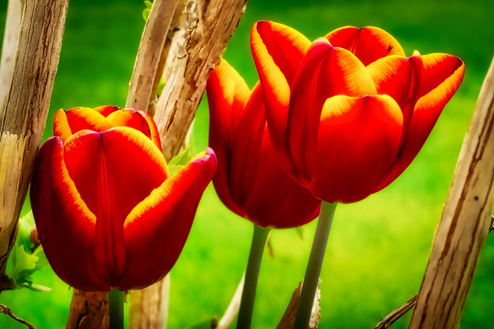 Panasonic Lumix DMC-GX8 sample photo. Tulip, flower, nature photography