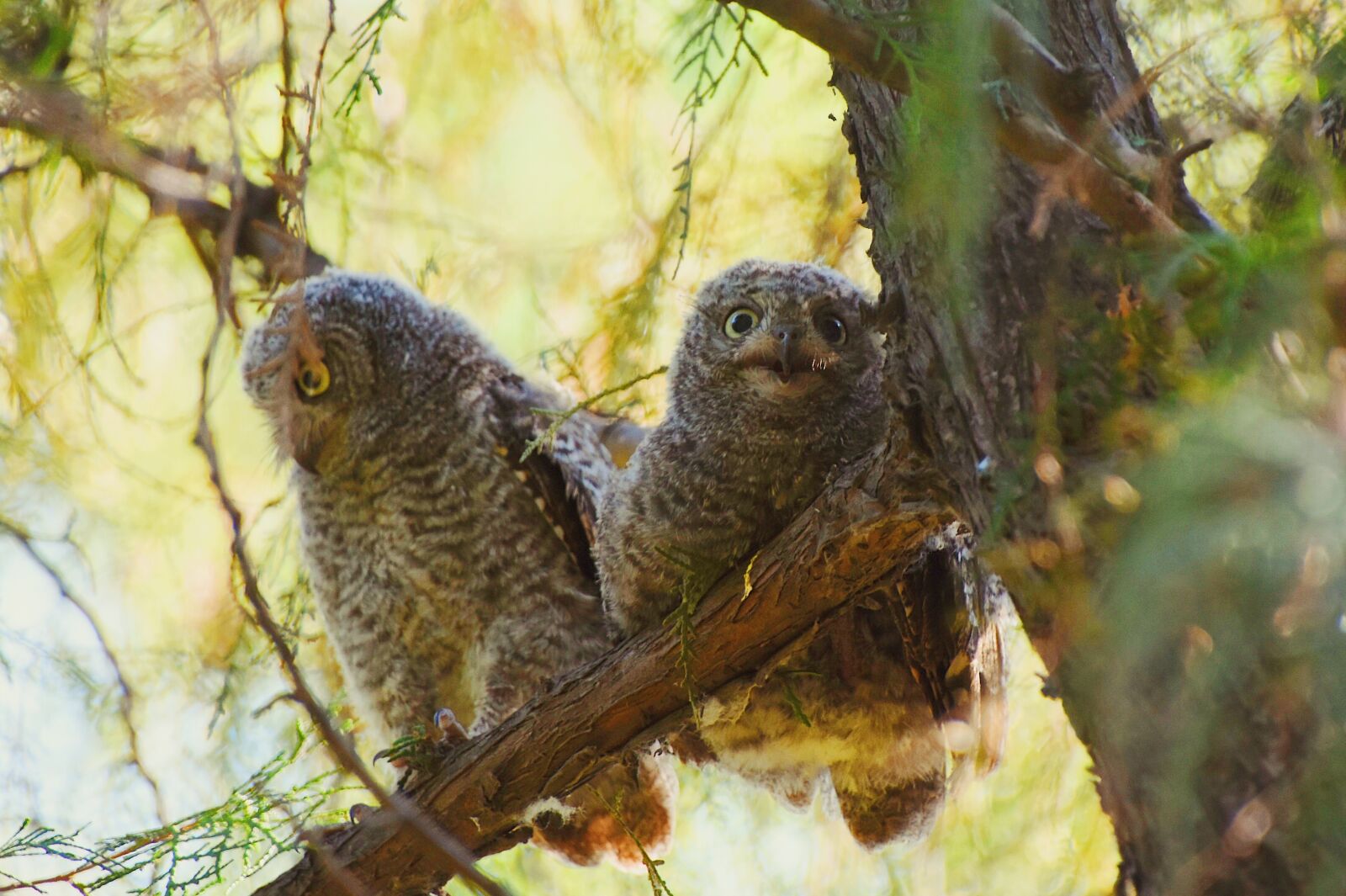 Nikon D7200 sample photo. Owl, oriental scops owl photography