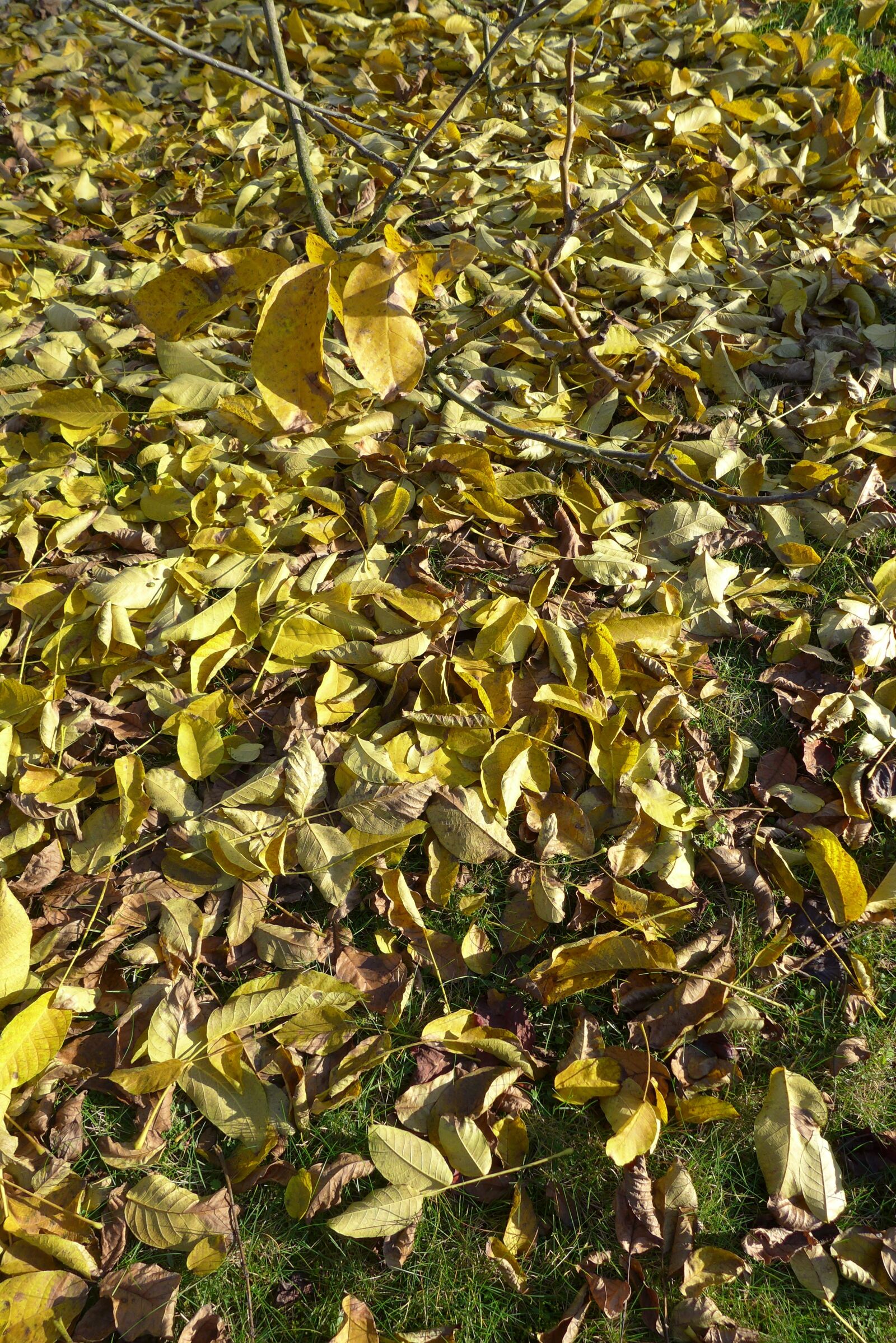 Panasonic Lumix DMC-LX7 sample photo. Autumn, leaves, branch photography
