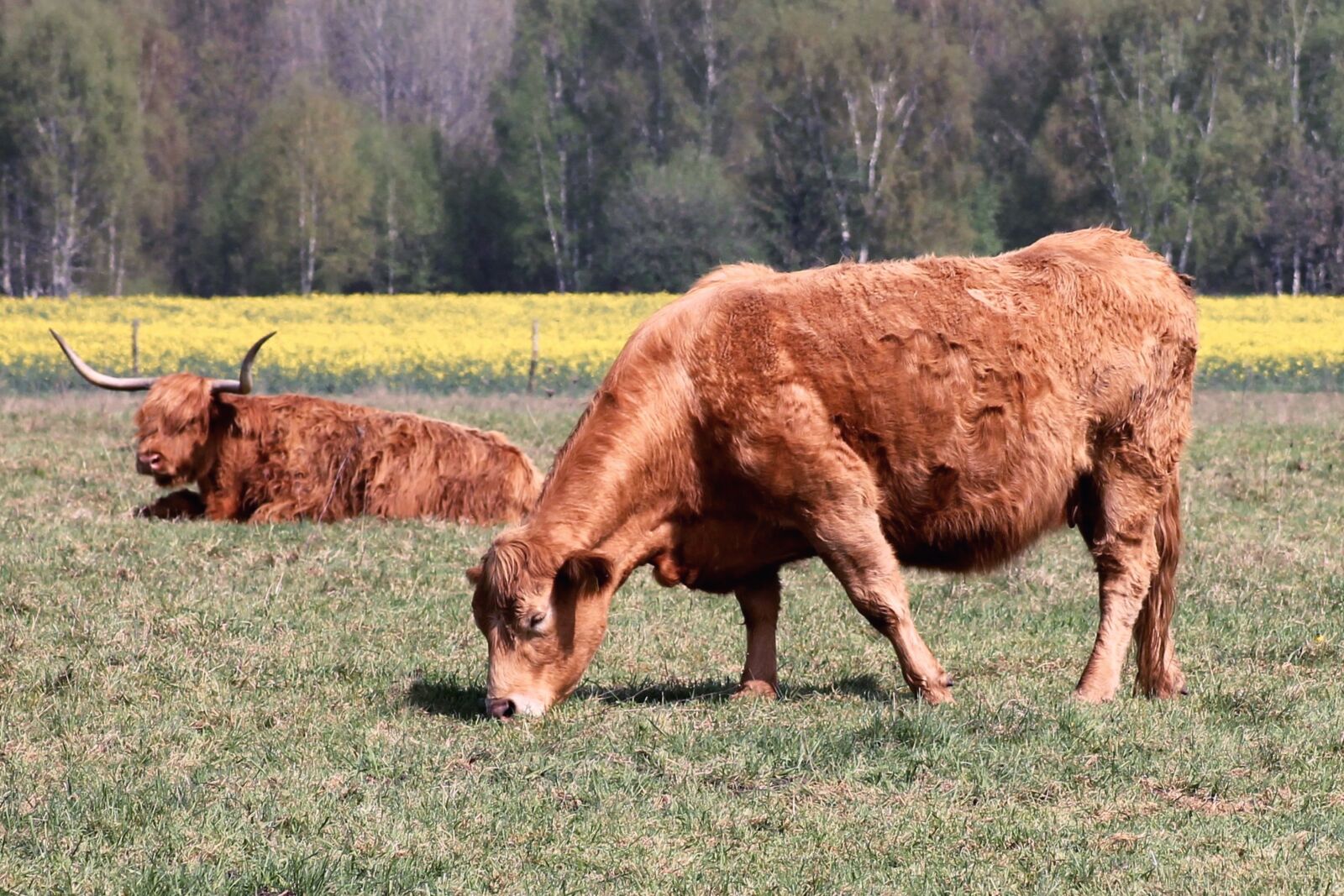 Canon EOS 1100D (EOS Rebel T3 / EOS Kiss X50) sample photo. Cattle, cows, pasture photography