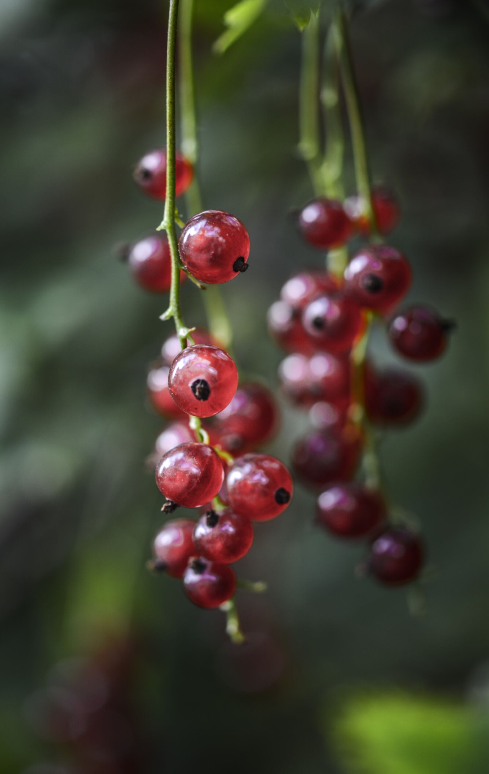 Nikon D5200 sample photo. Currant, redcurrant, red photography