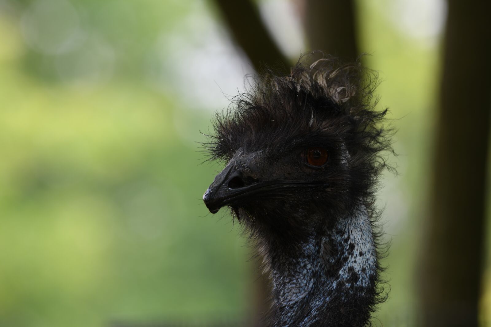 Nikon D850 sample photo. Emu, bird, zoo photography