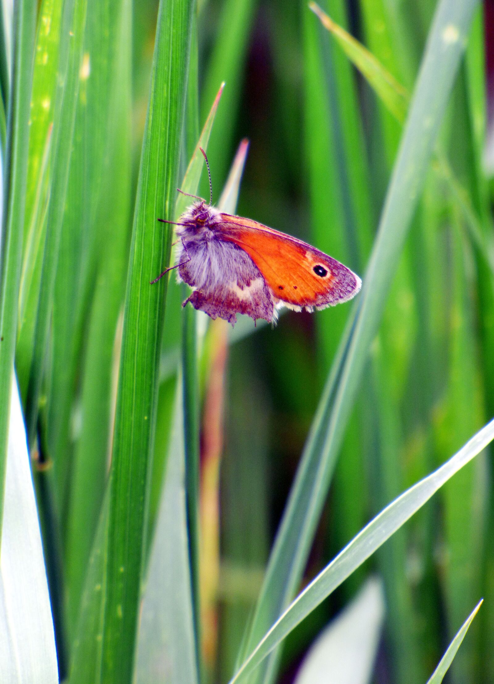 Panasonic DMC-FZ72 sample photo. Butterfly, grass, spring photography