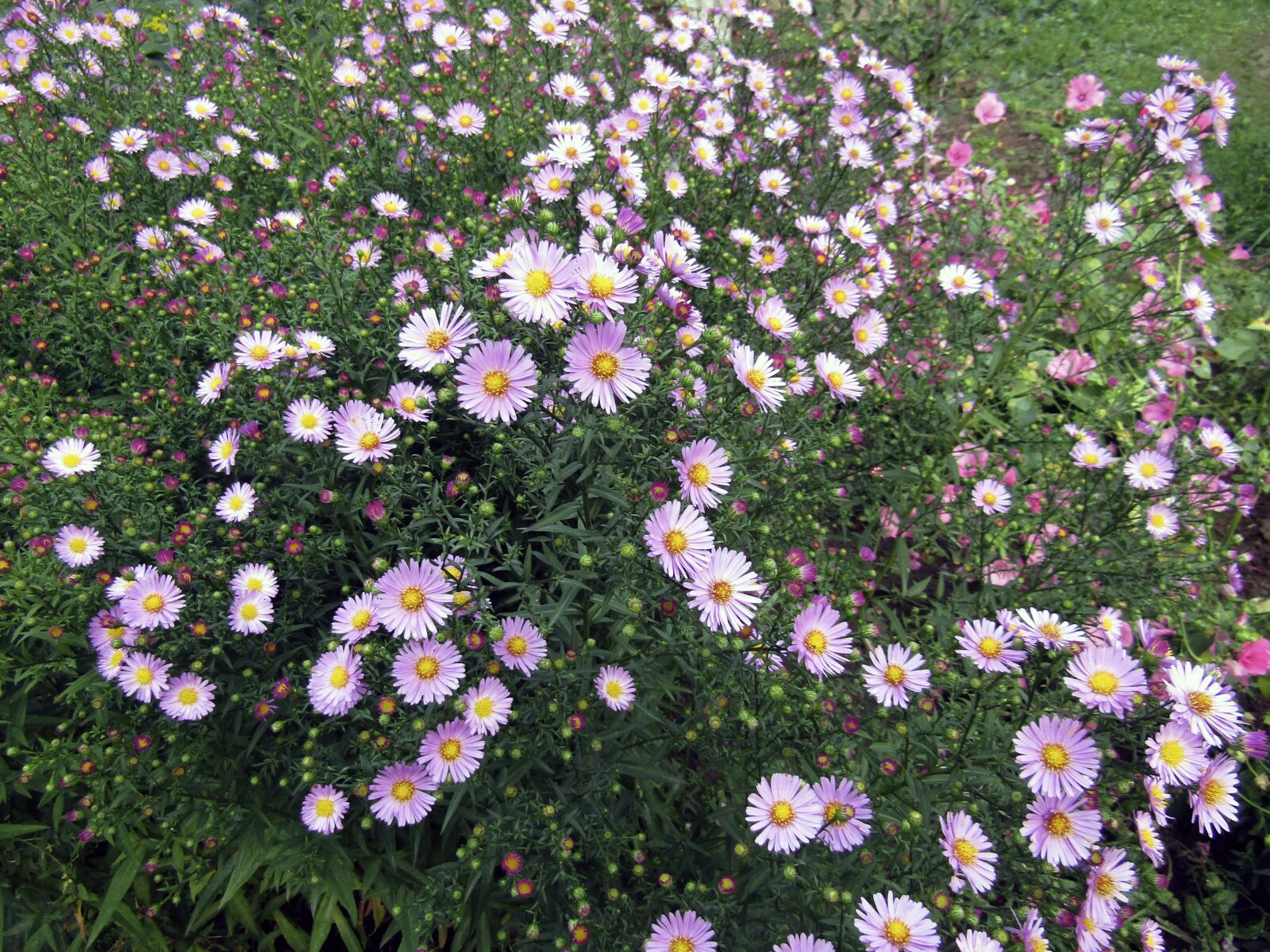 Canon PowerShot SX420 IS sample photo. Flower, plant, nature photography