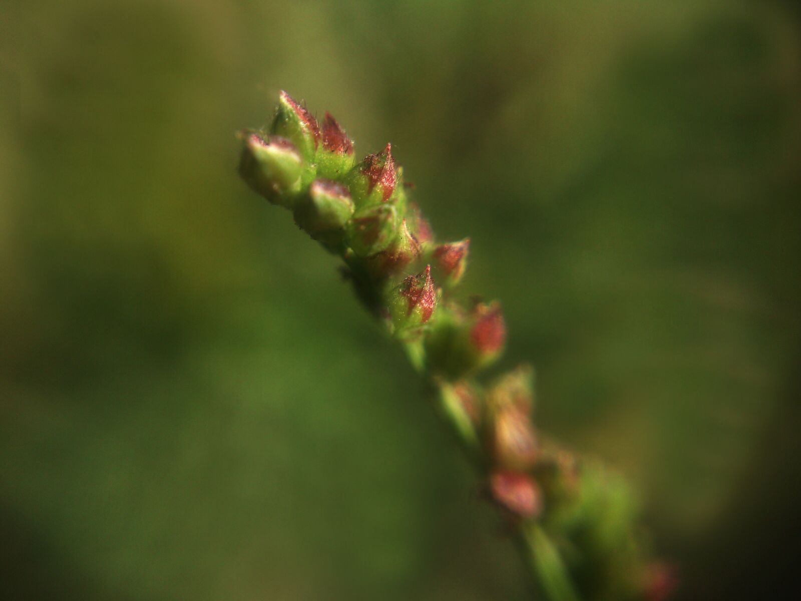 Sony Ericsson LT26i sample photo. Green flower, nature, green photography