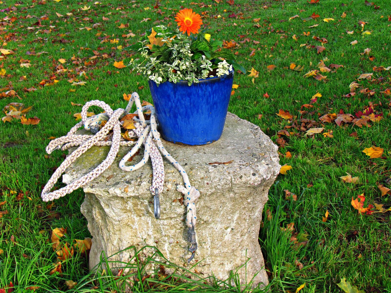 Canon PowerShot SX30 IS sample photo. Bucket, trunk, flower photography