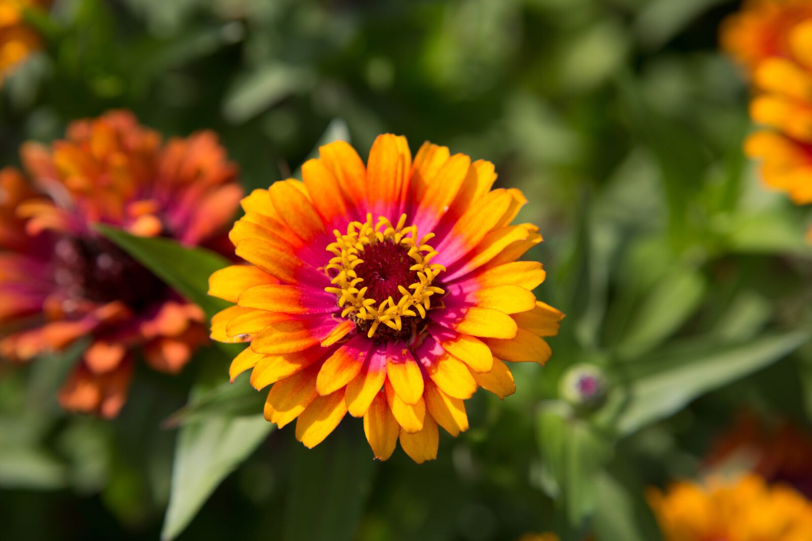 Canon EOS 5D Mark III sample photo. Flower, flora, yellow photography