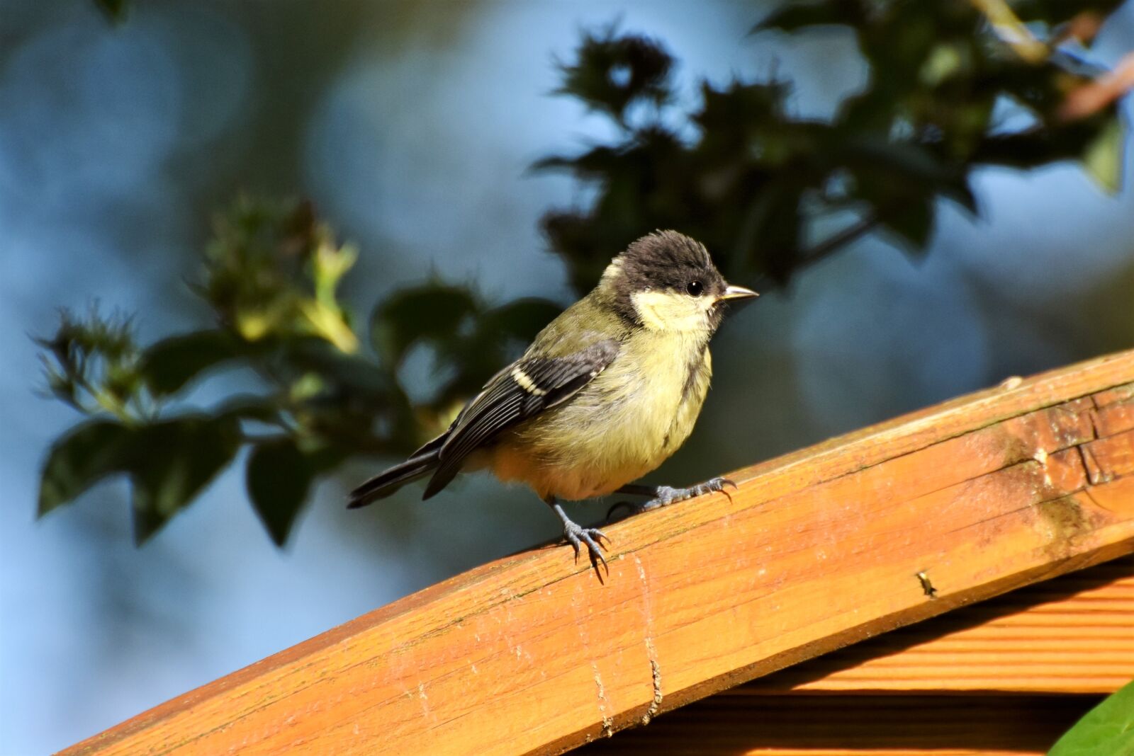 Nikon D7200 sample photo. Tit, young tit, foraging photography